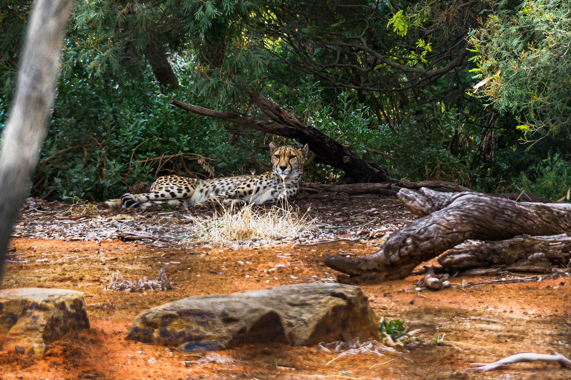 Cheetah