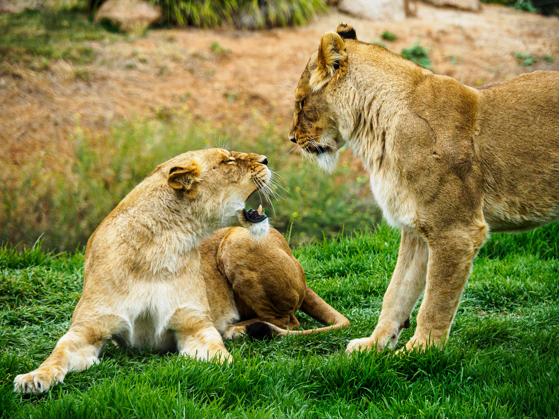 Lion