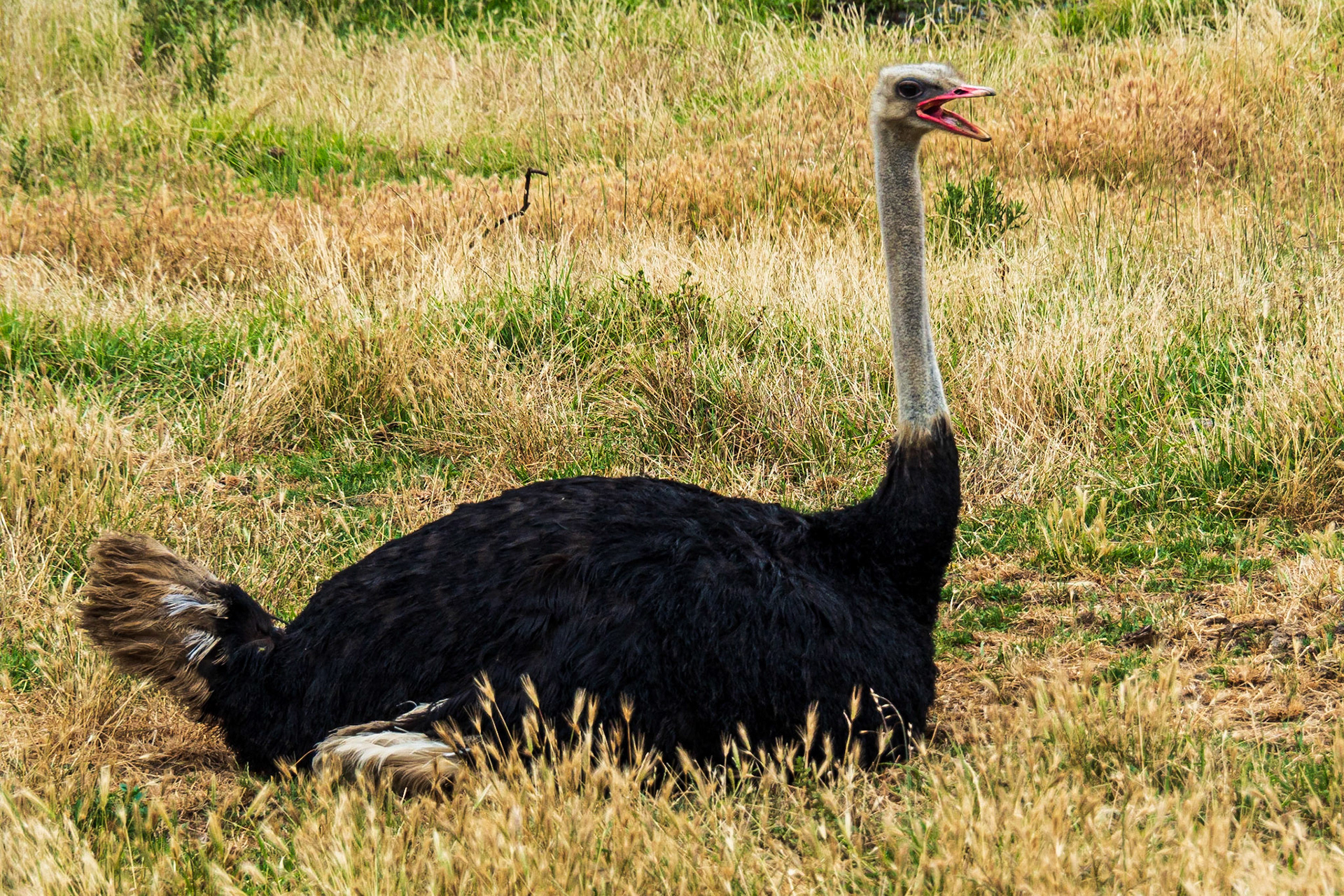 Ostritch