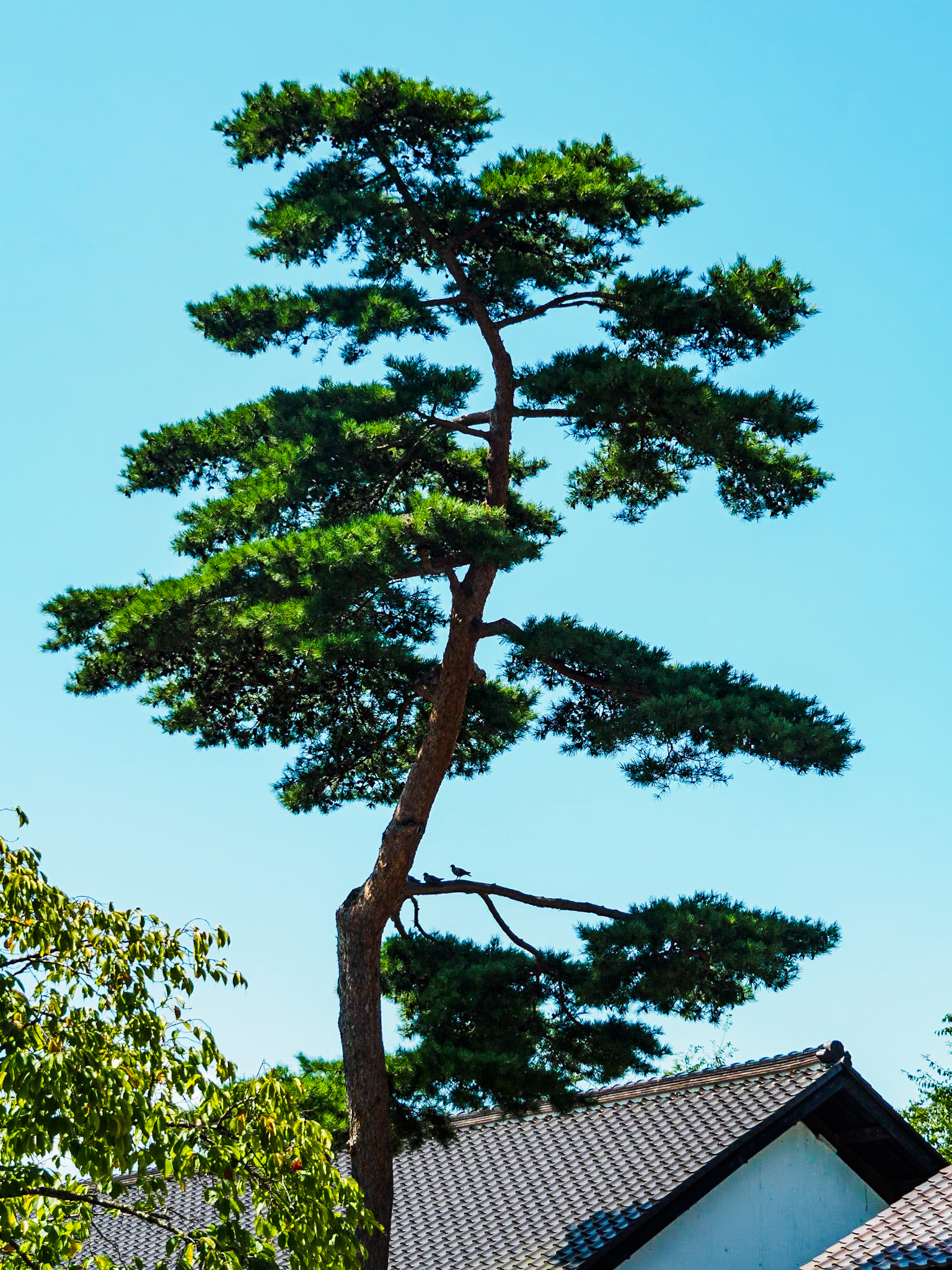 Goryokaku Park
