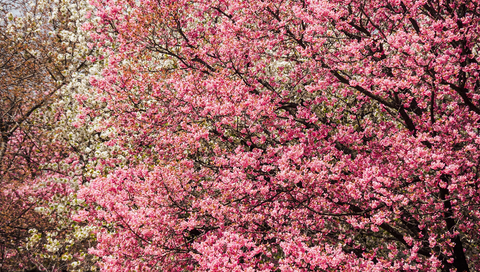 Shinjuku Garden