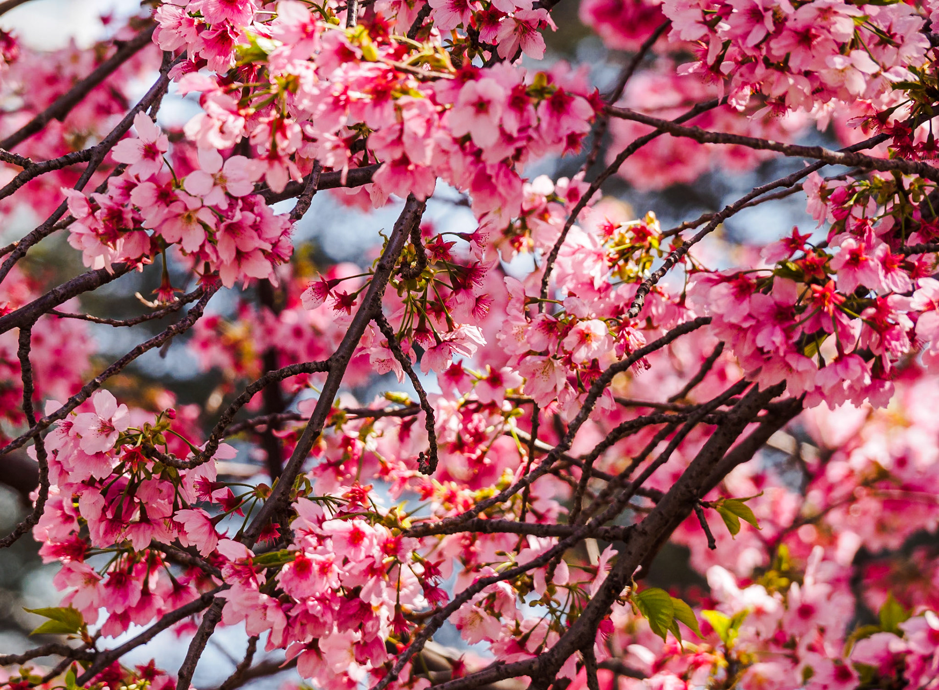 Shinjuku Garden