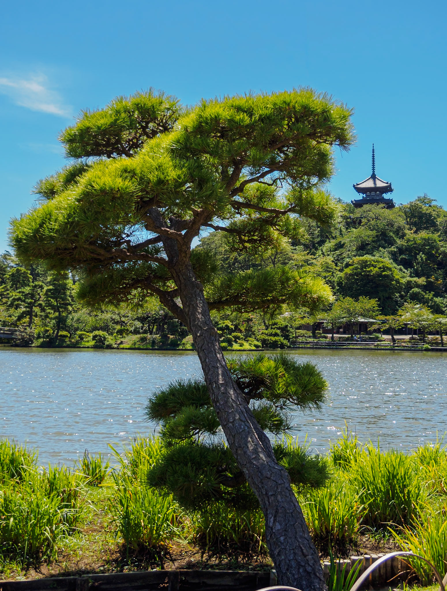Main Pond