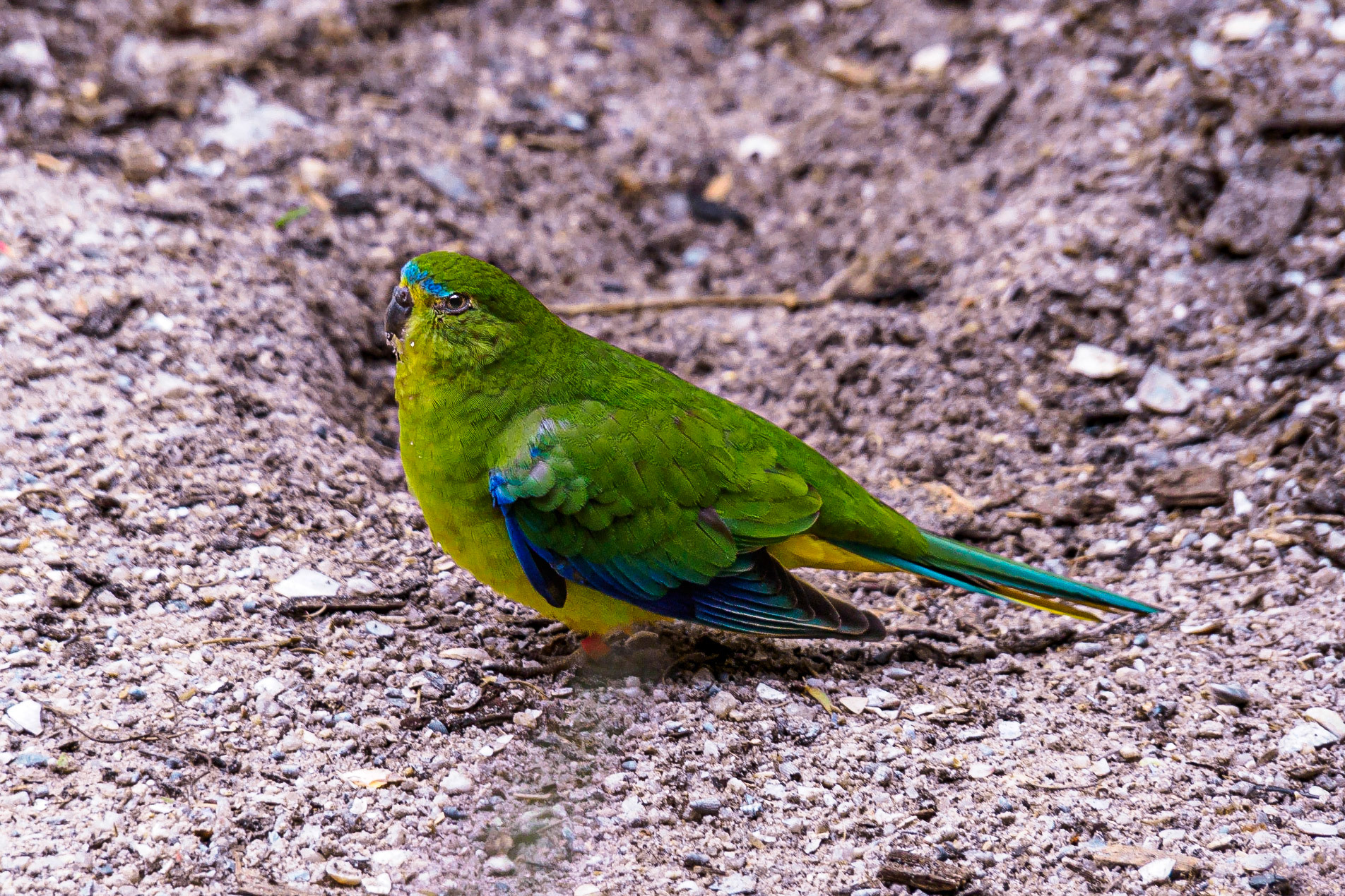 Yellow Brested Parrot
