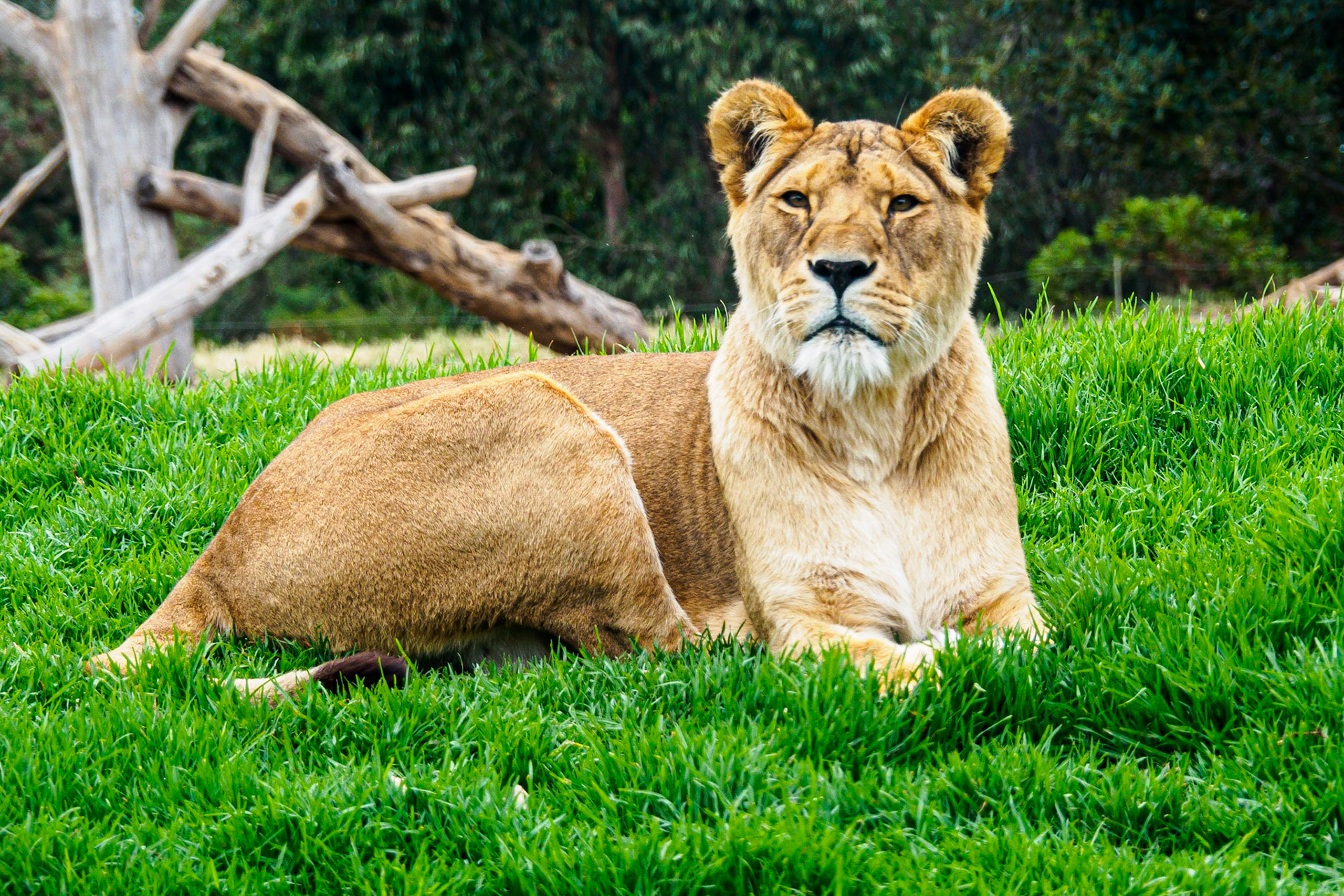 Lion
