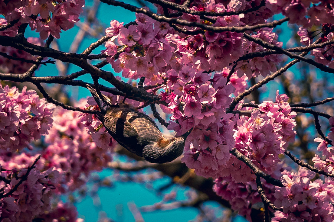 Shinjuku Garden