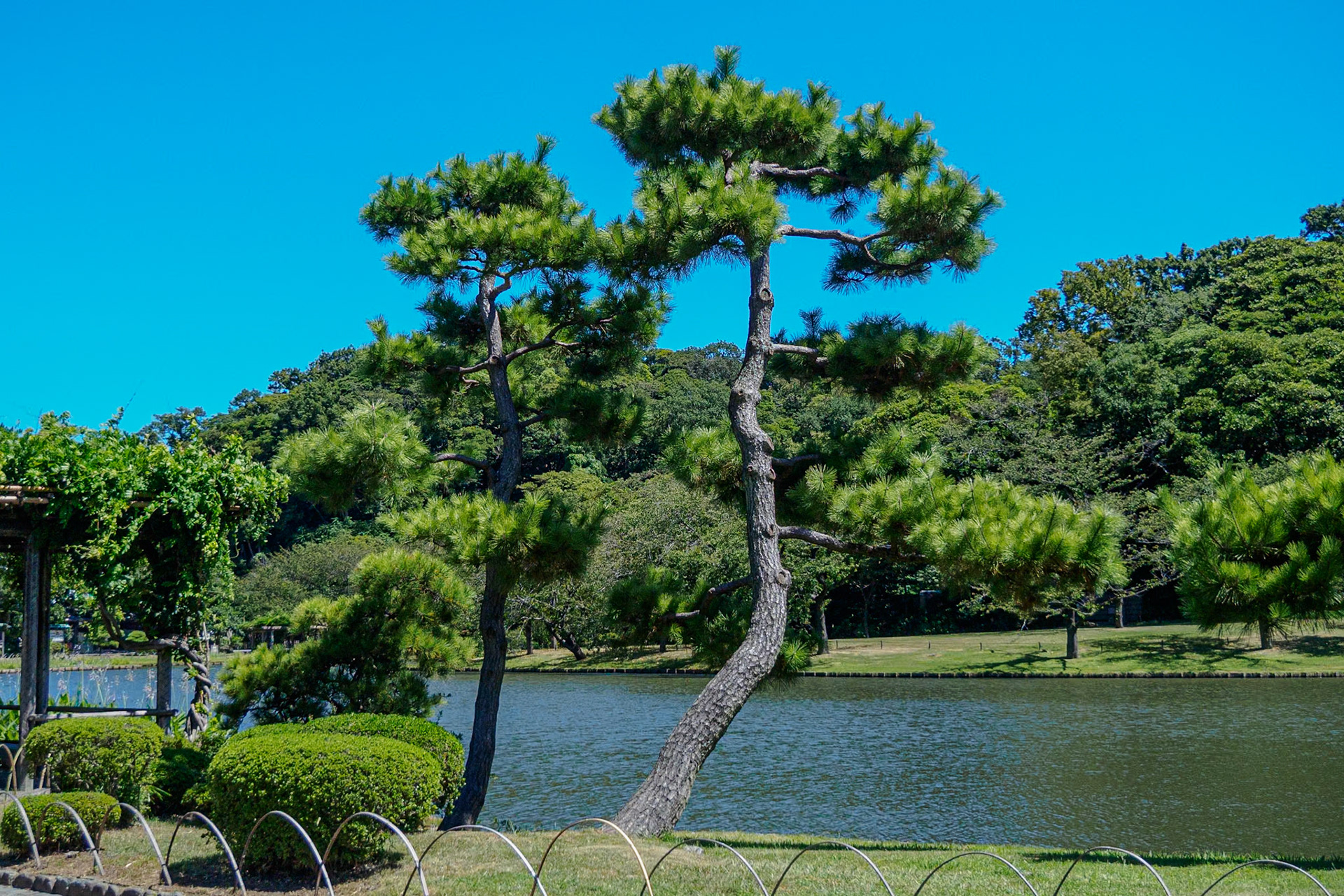 Main Pond