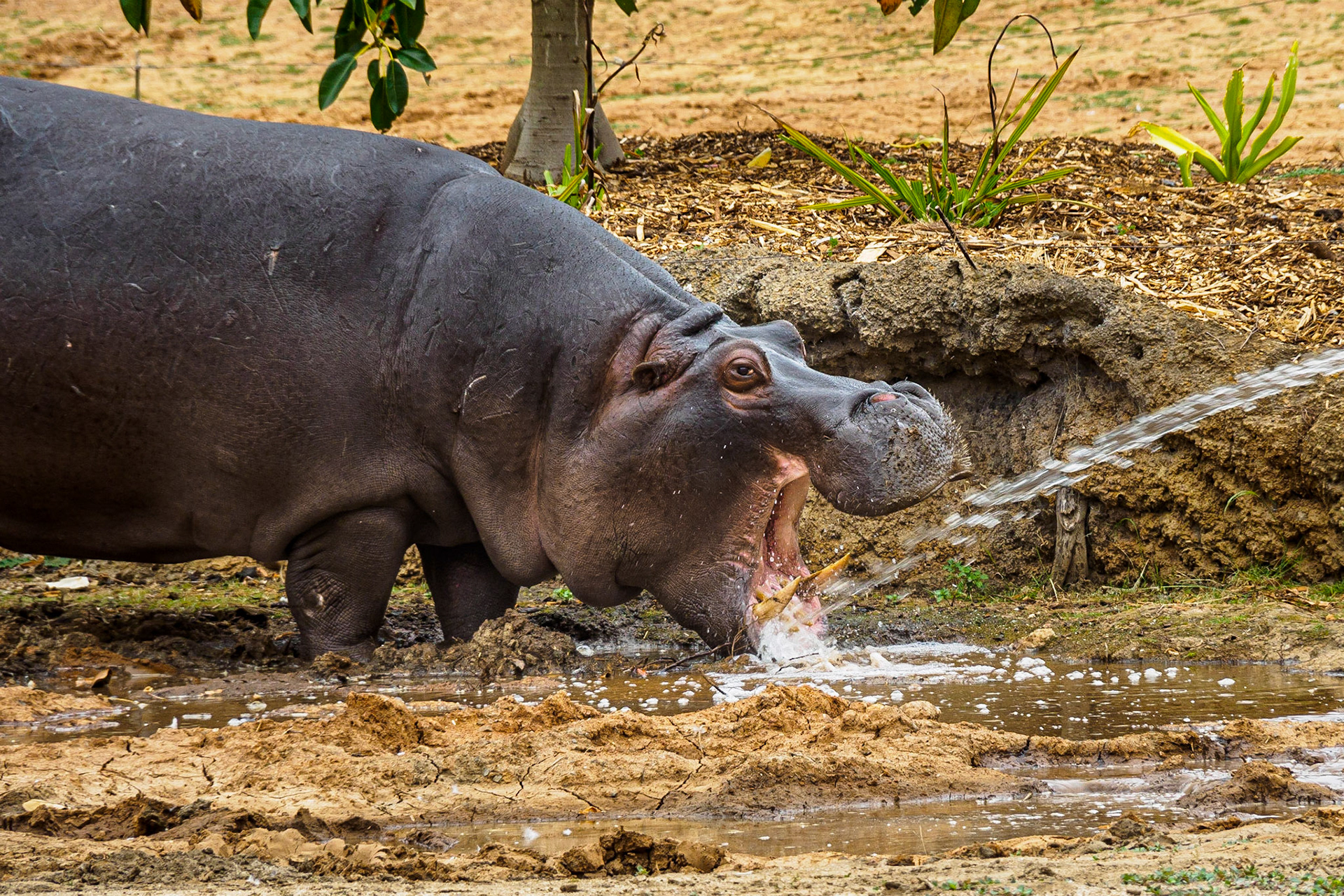 Hippo