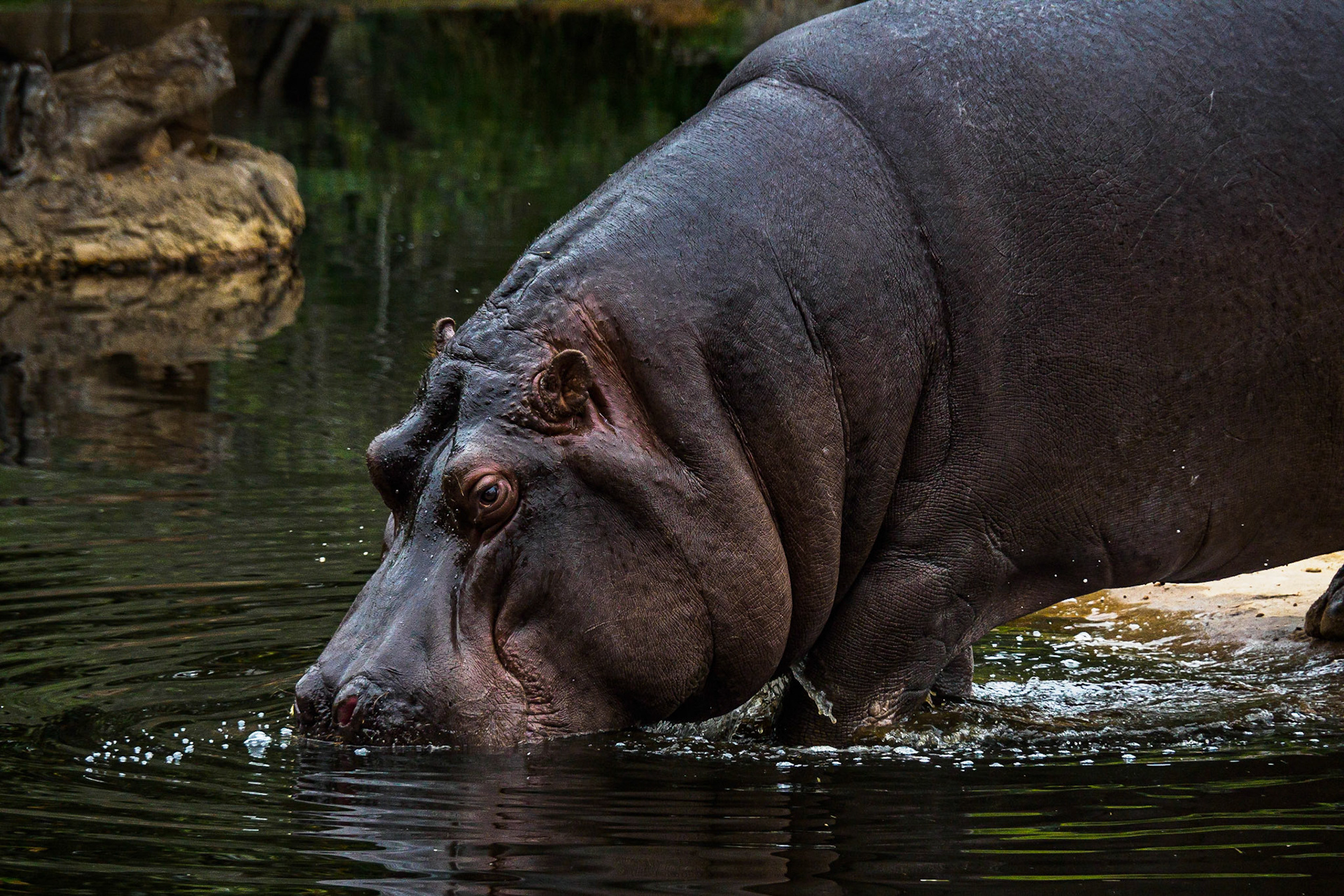 Hippo