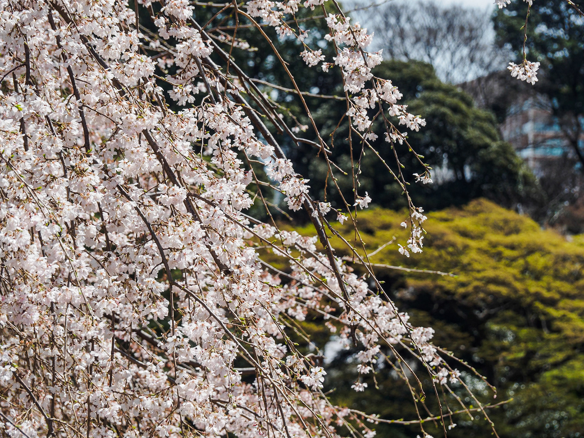Shinjuku Garden