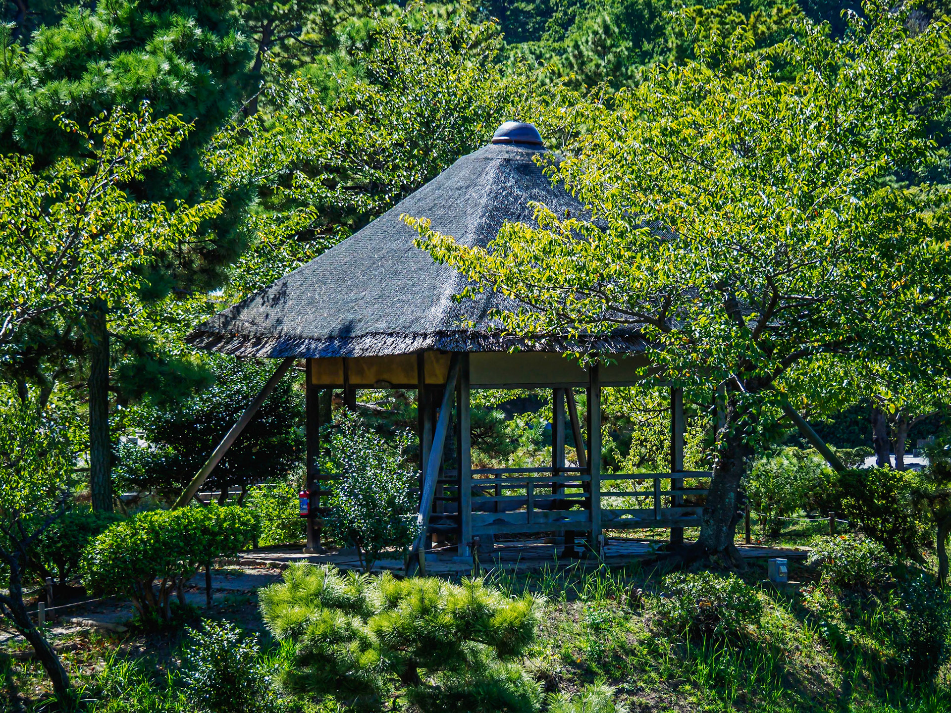 Kankatei Arbor