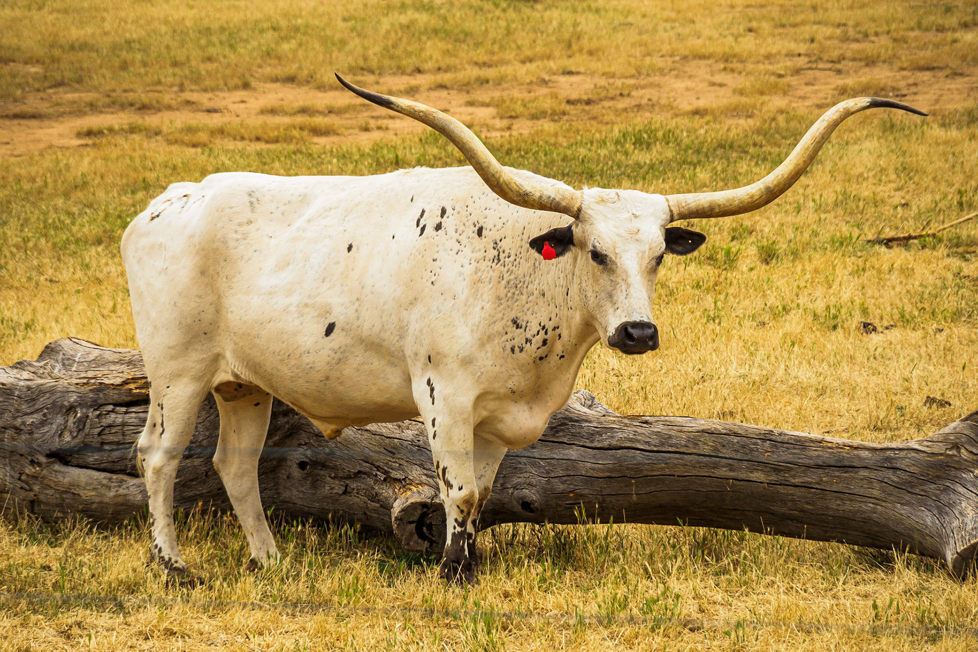 Longhorn