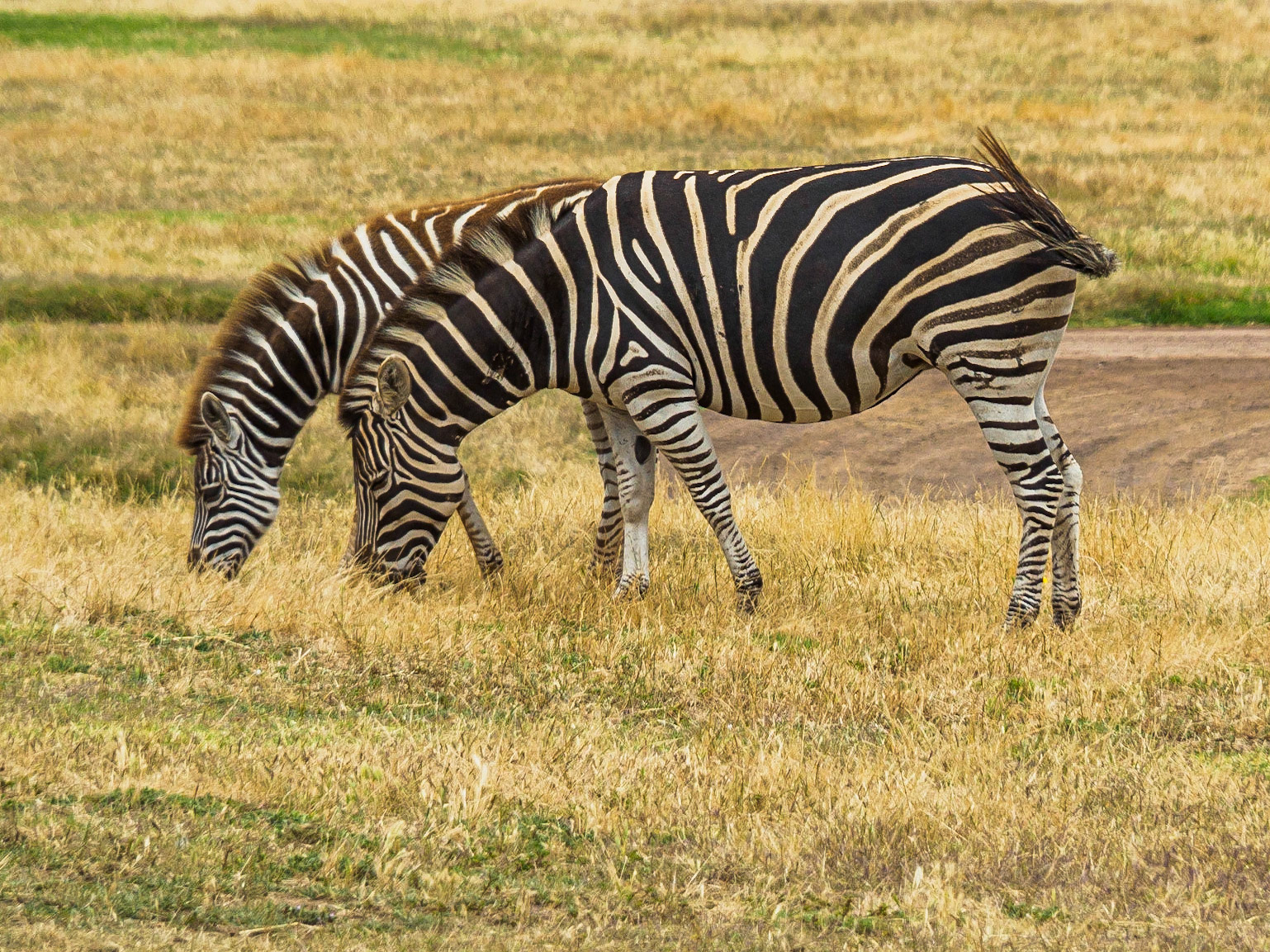 Zeebra