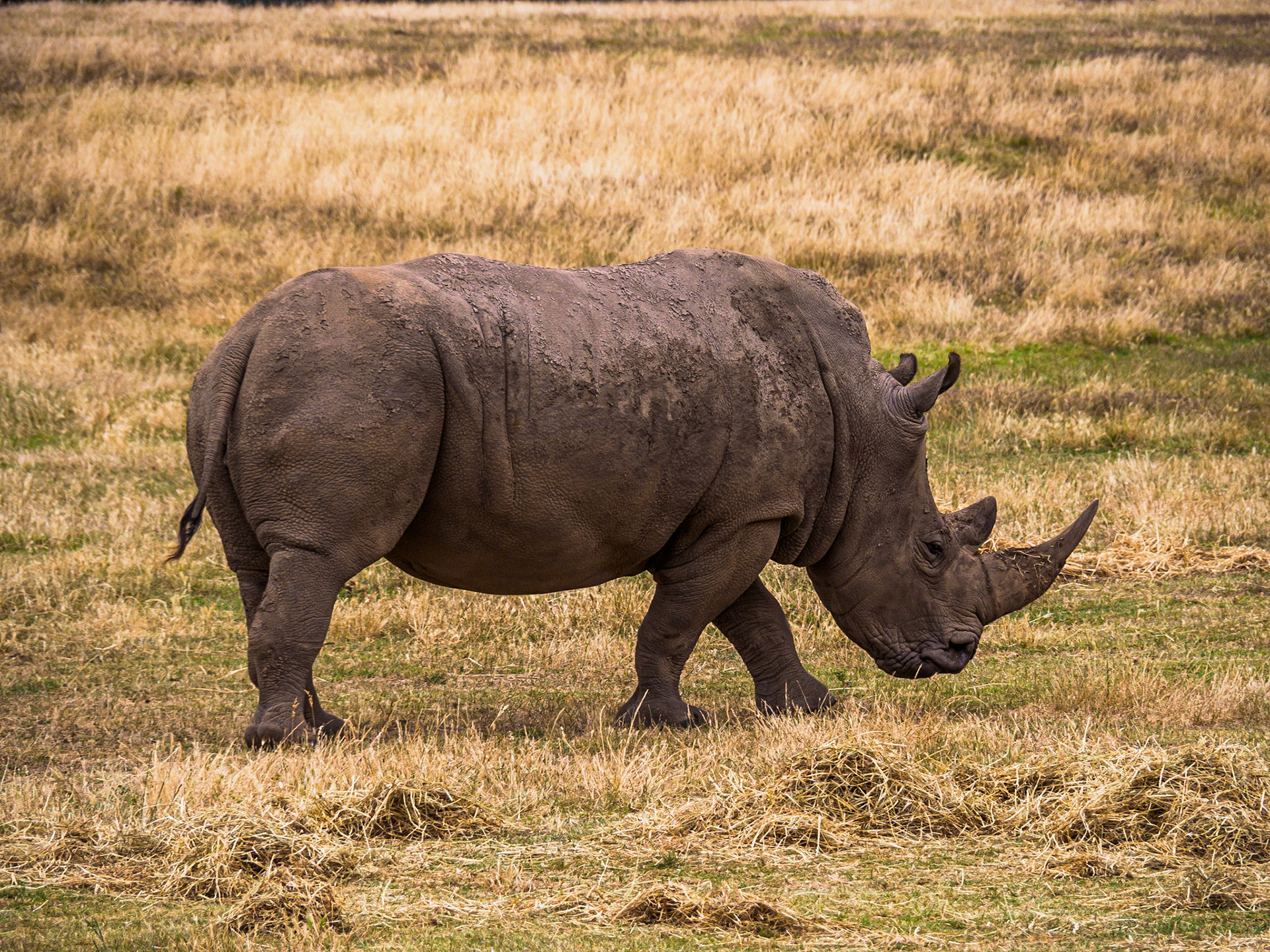Rhino