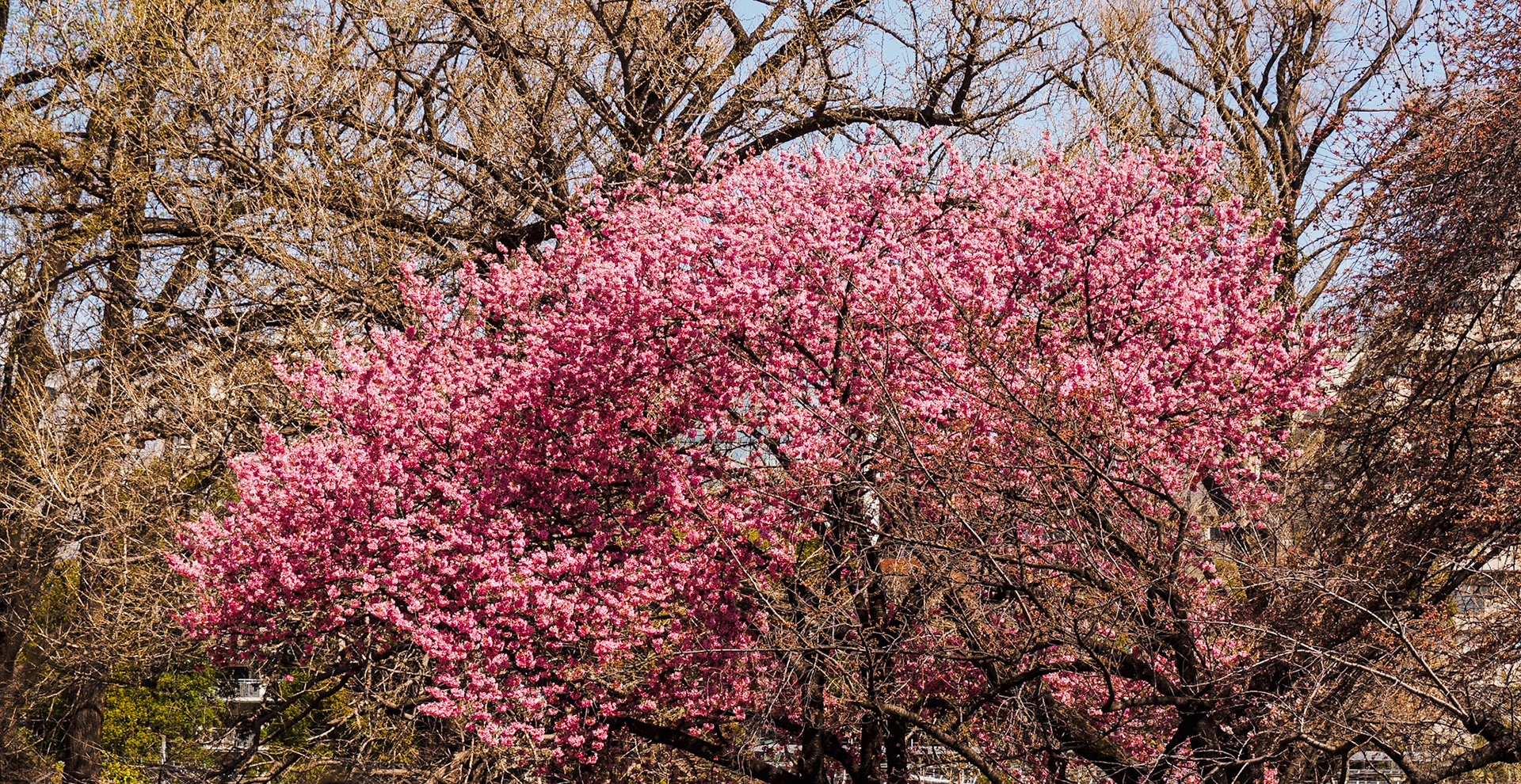 Shinjuku Garden
