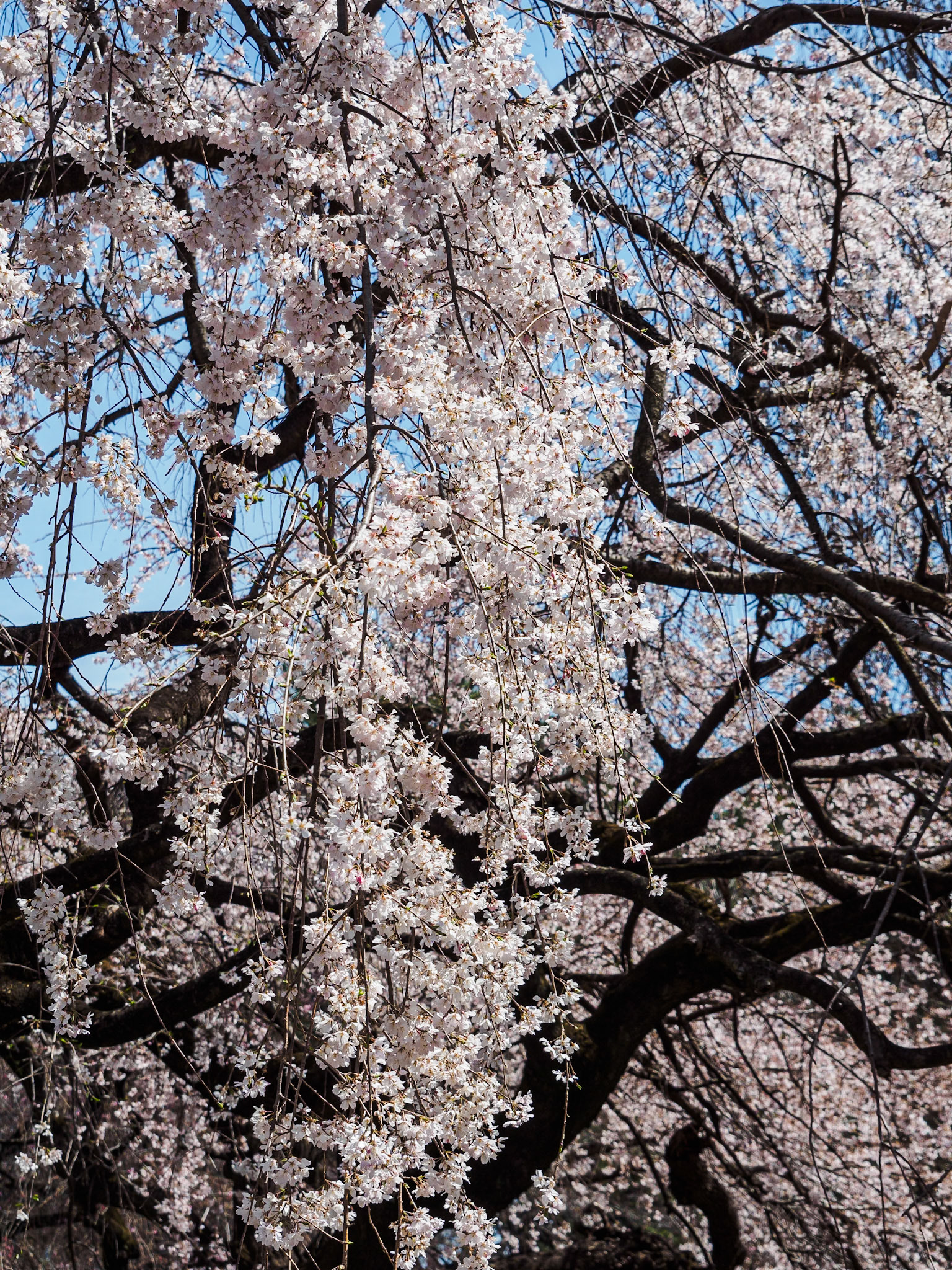 Shinjuku Garden