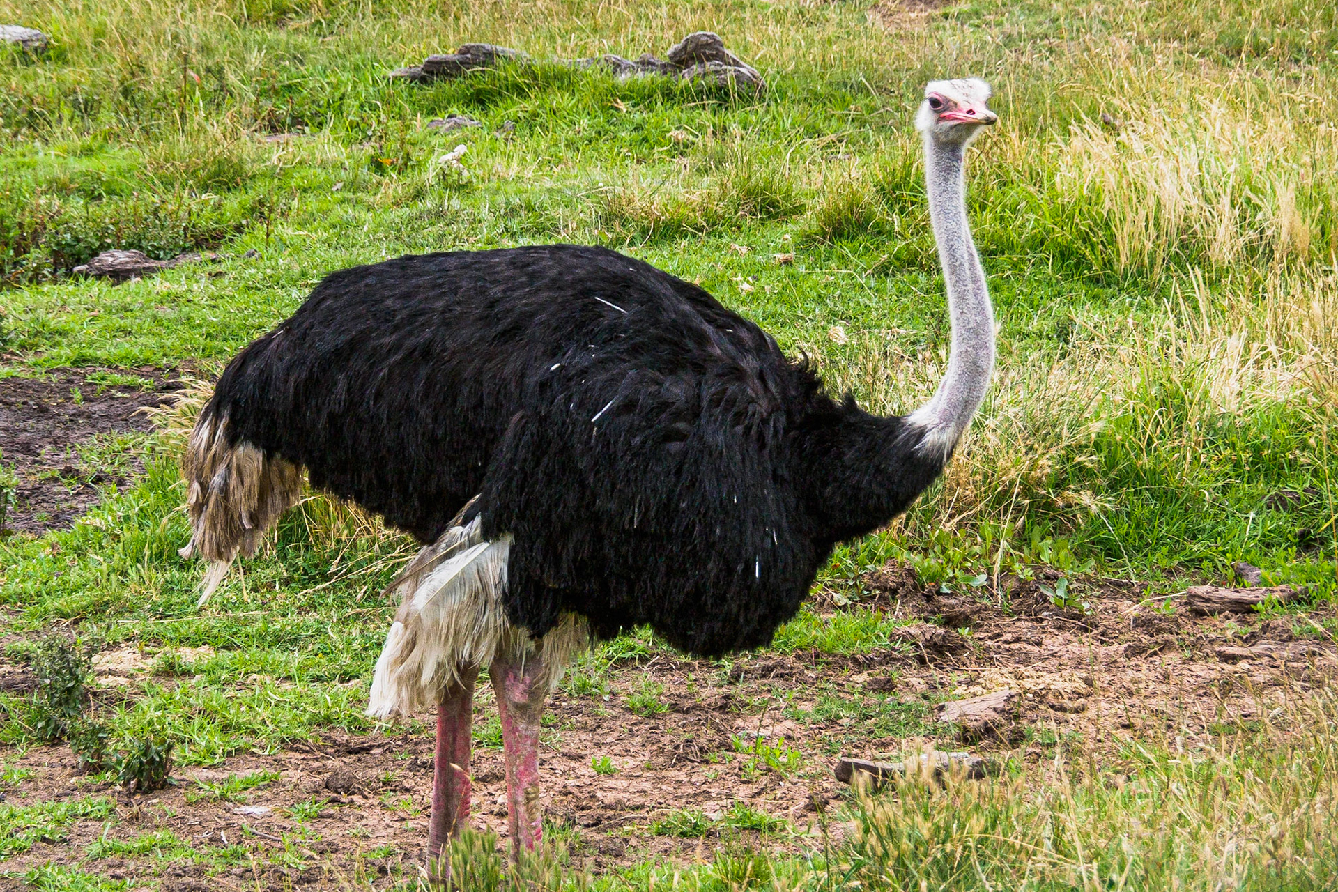 Ostritch
