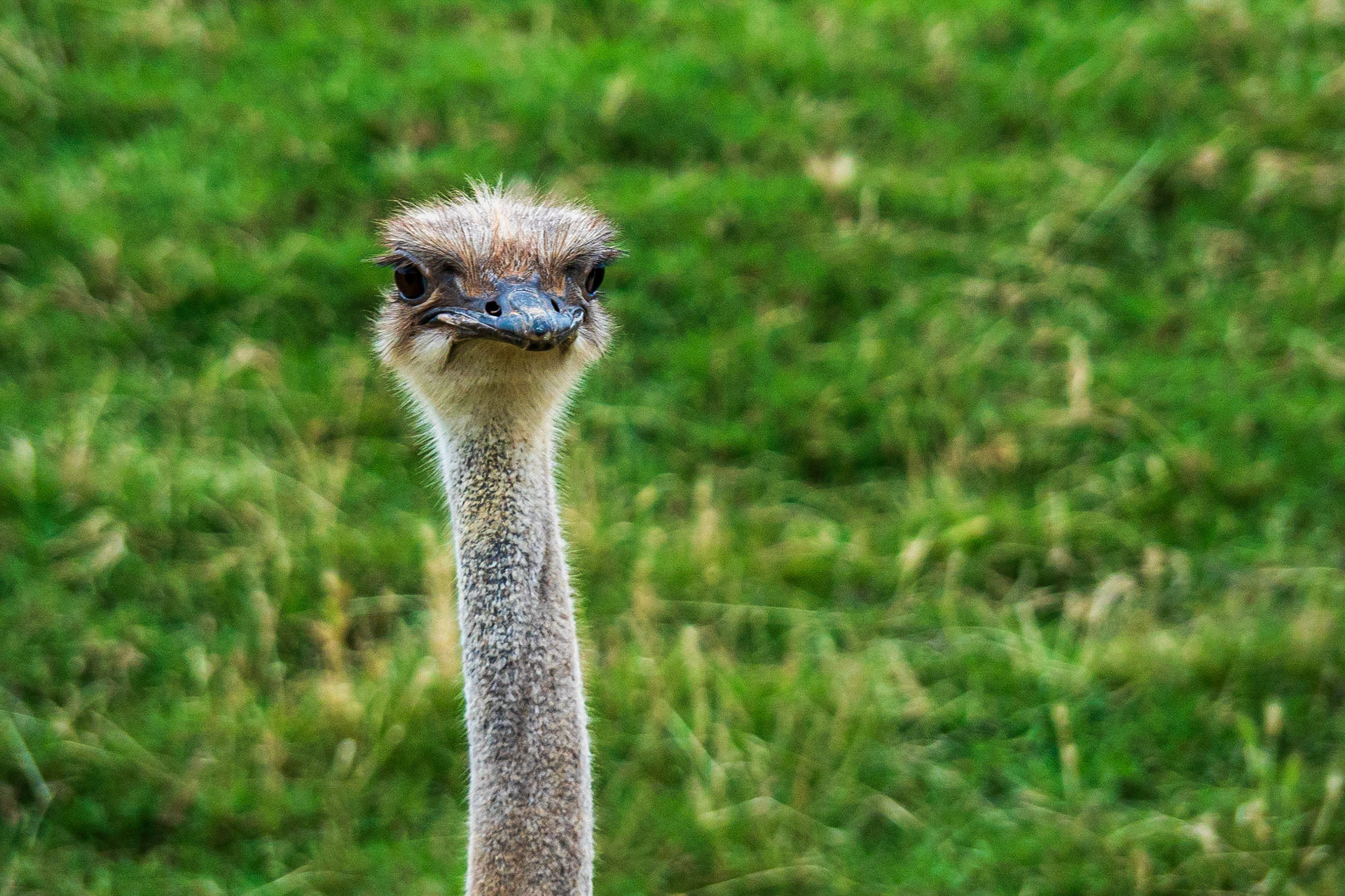 Emu