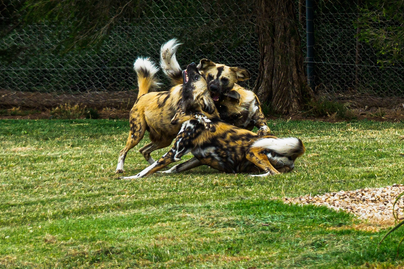 African Wild Dog