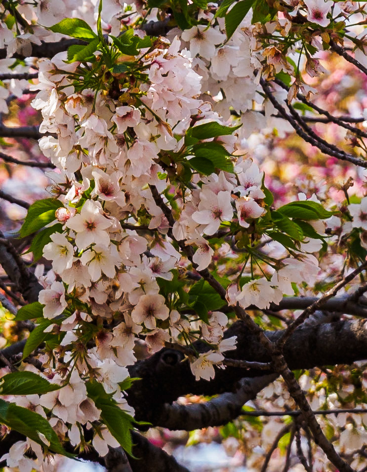 Shinjuku Garden