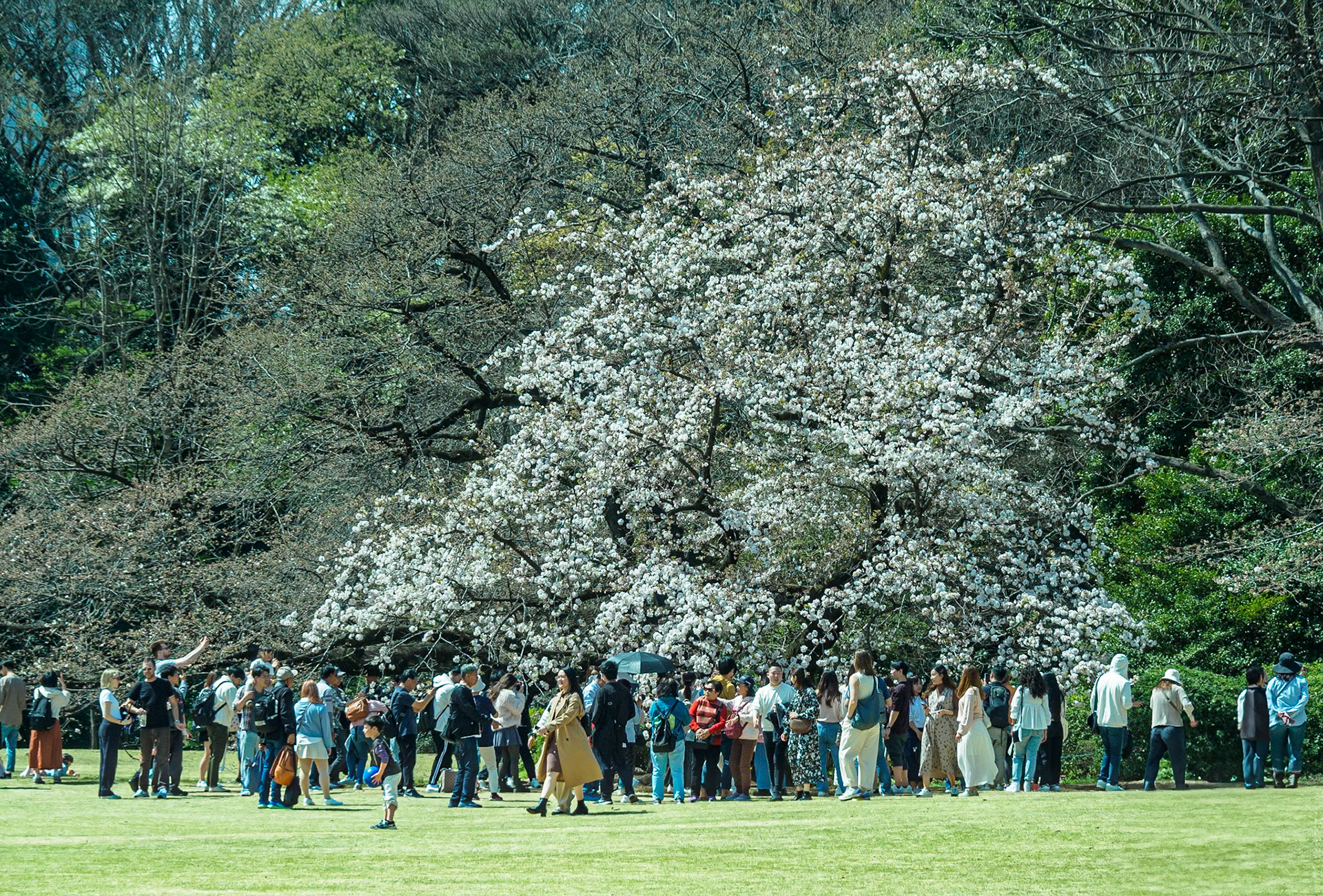 Shinjuku Garden