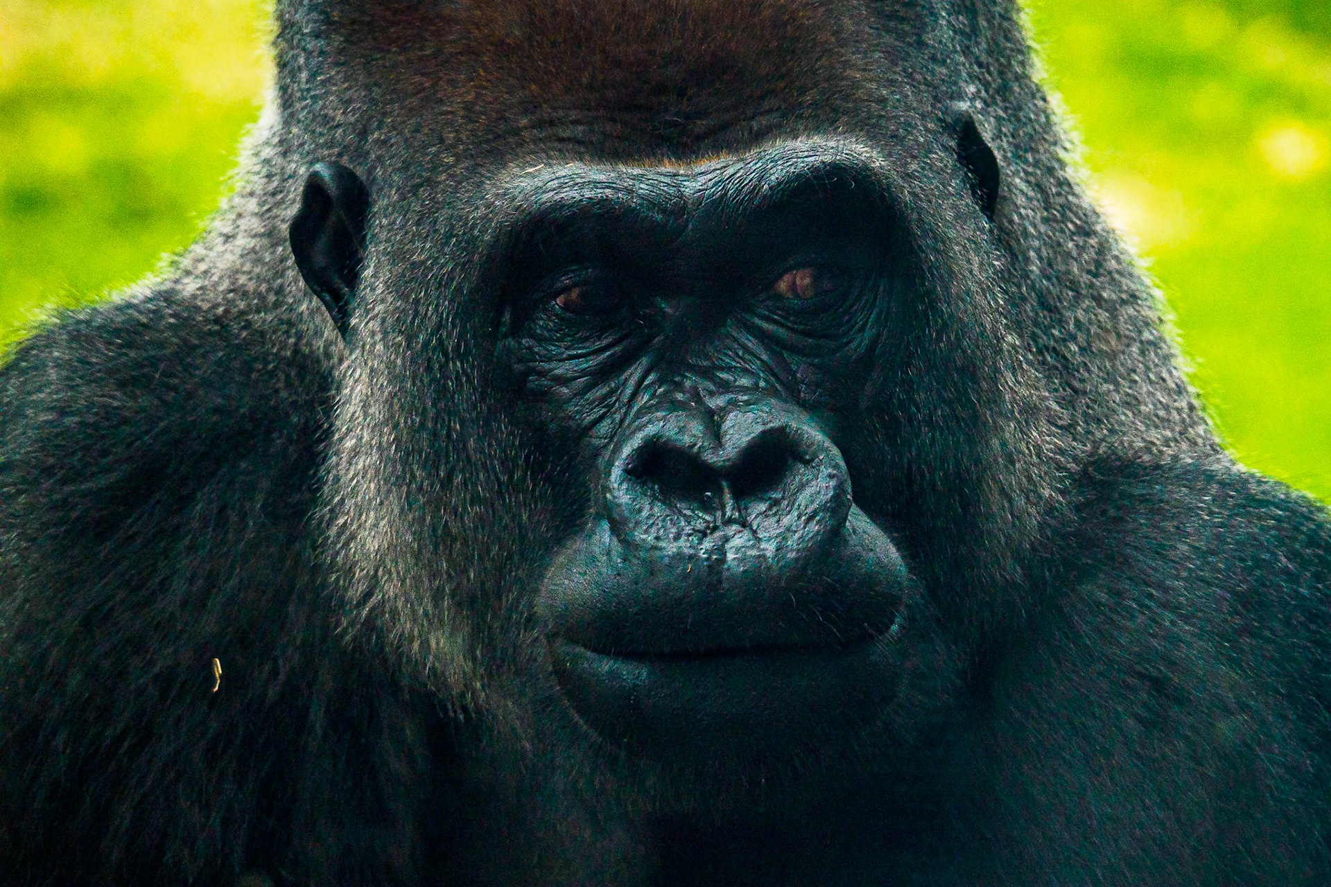Silverback Gorilla