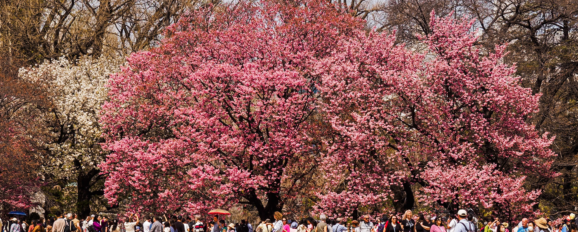 Shinjuku Garden