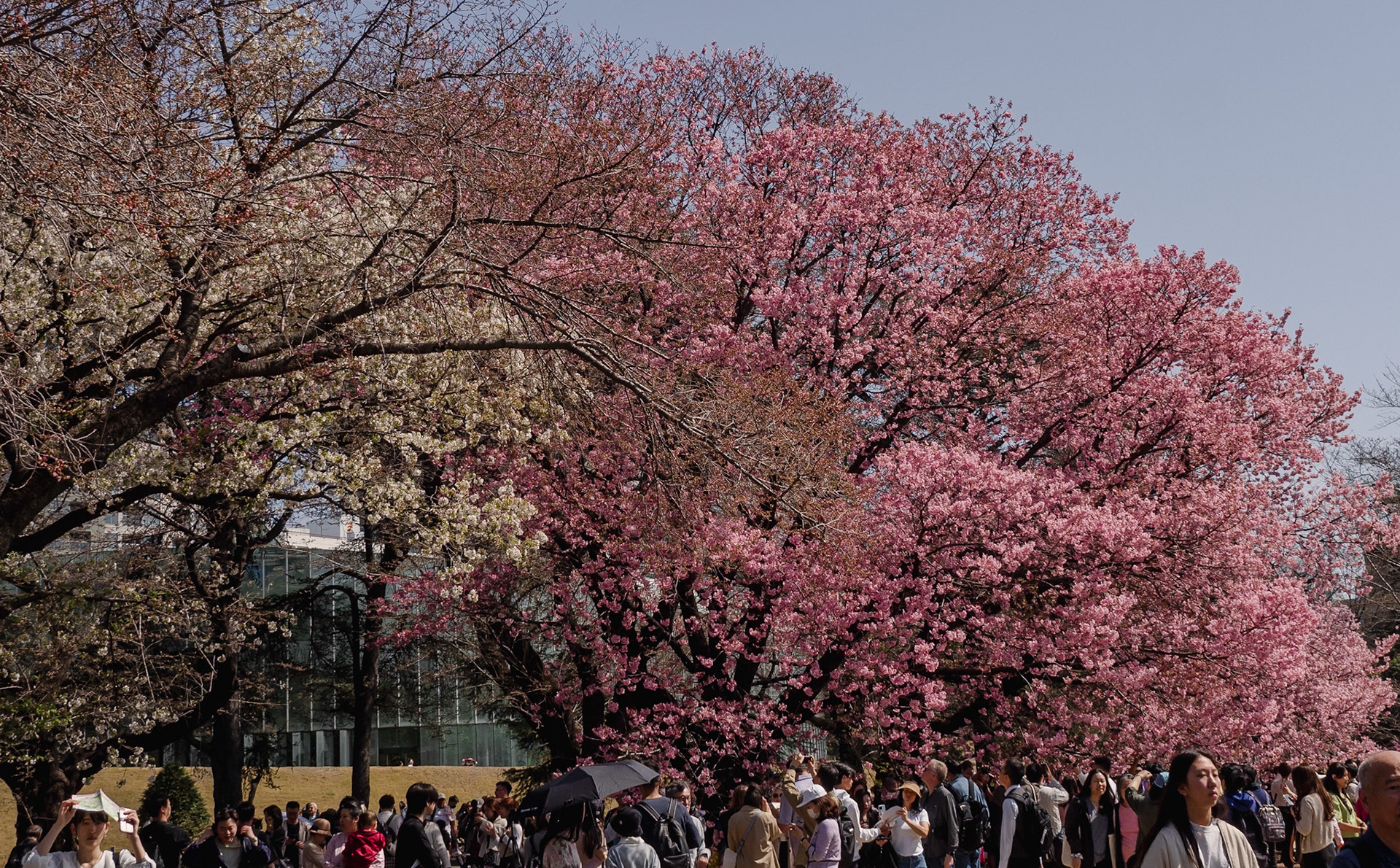 Shinjuku Garden