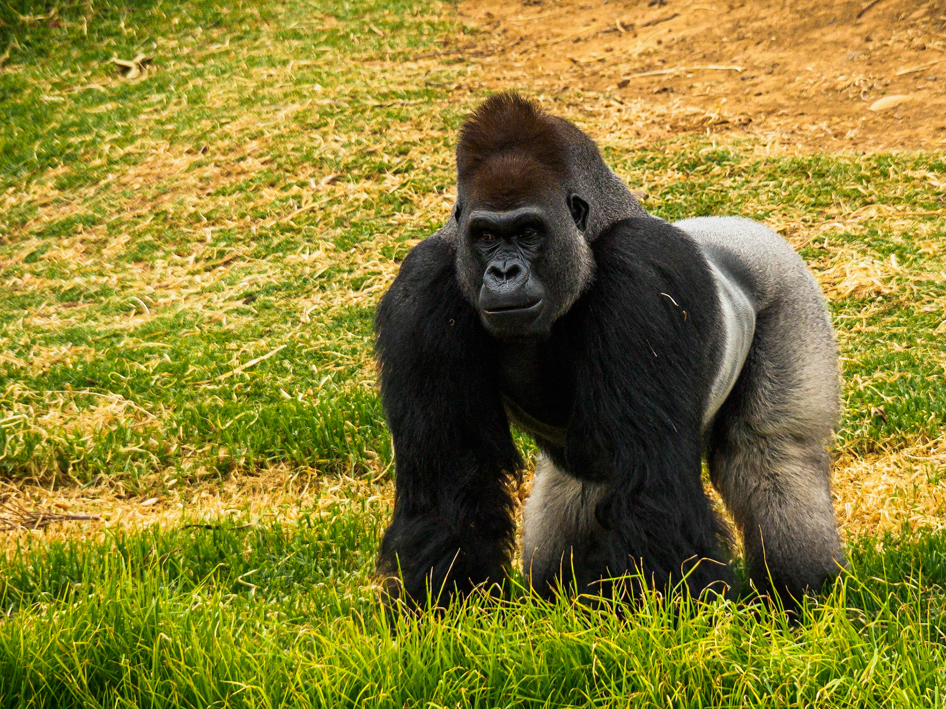 Silverback Gorilla