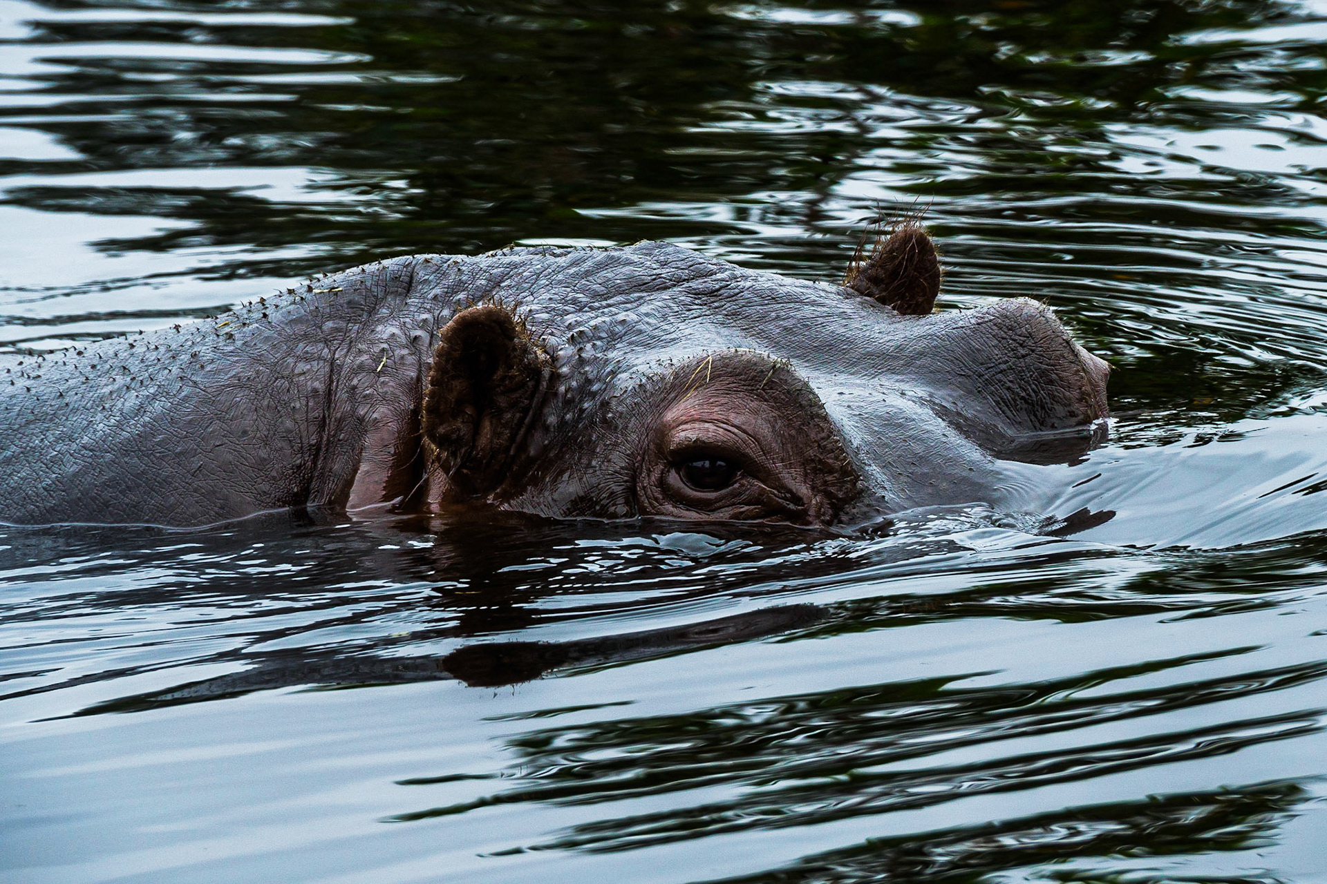 Hippo