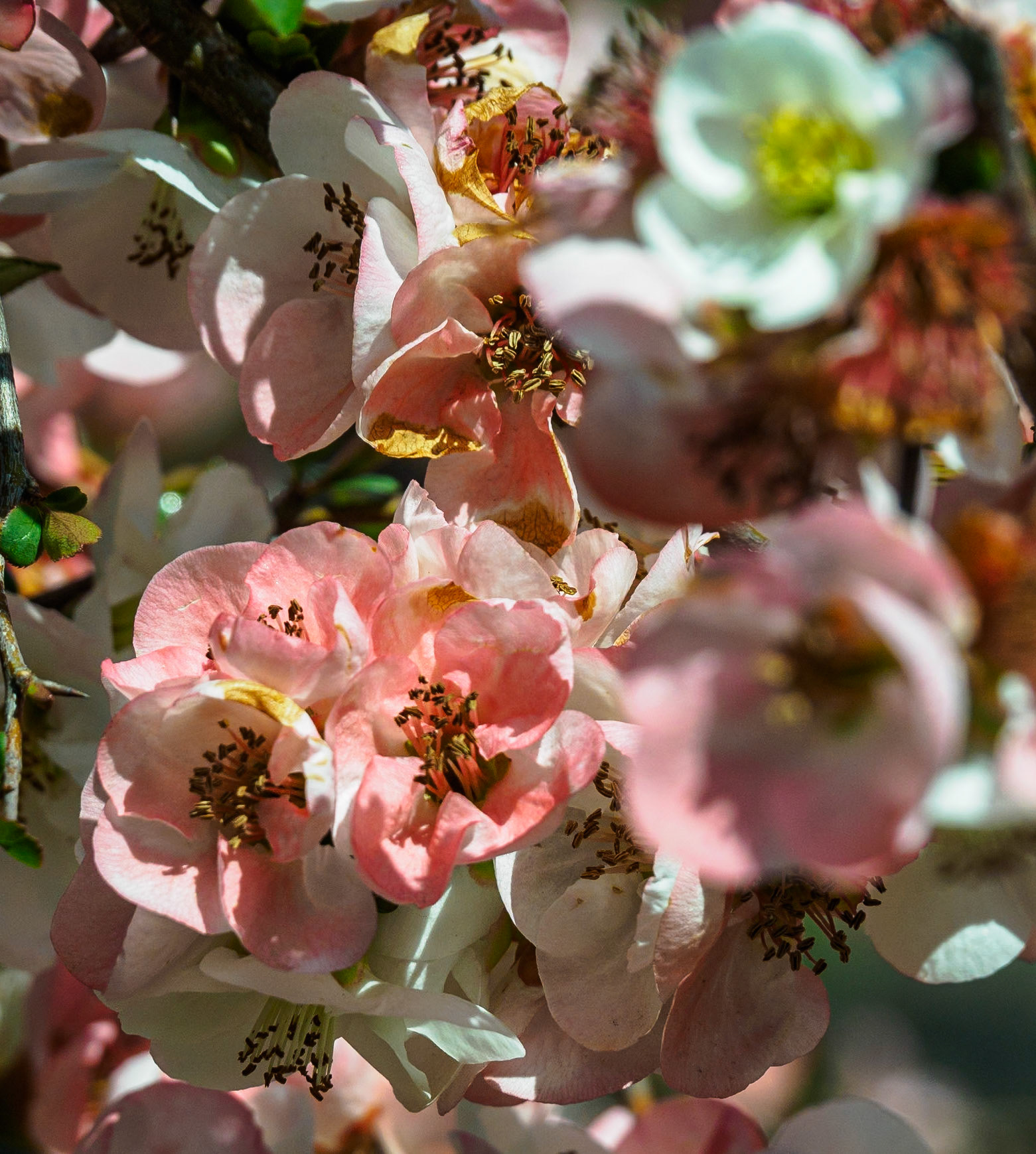 Shinjuku Garden