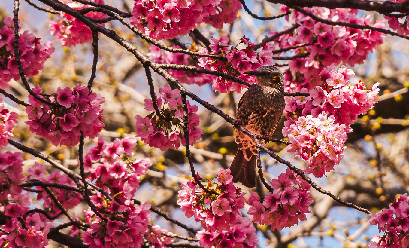 Shinjuku Garden