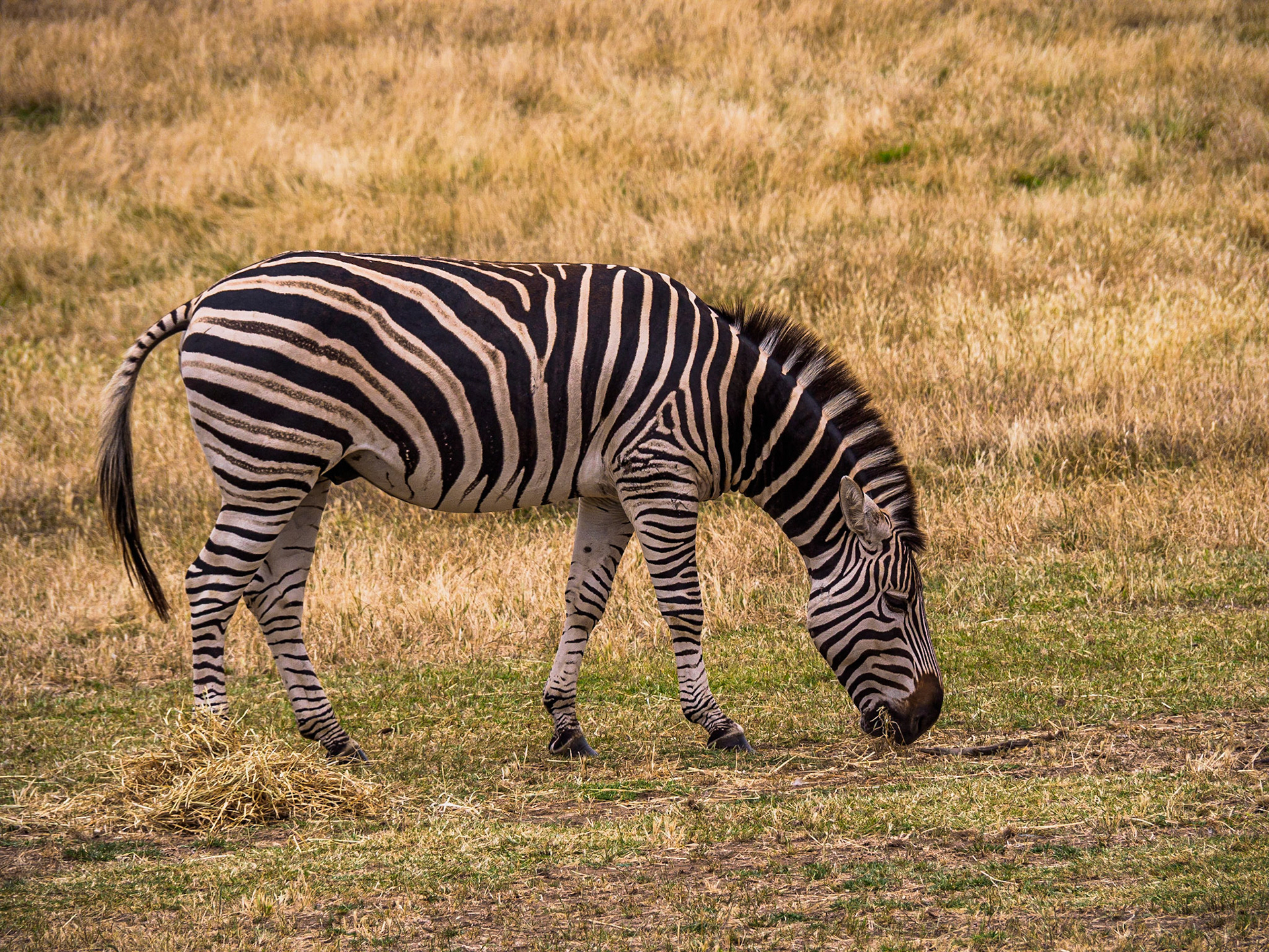 Zebra
