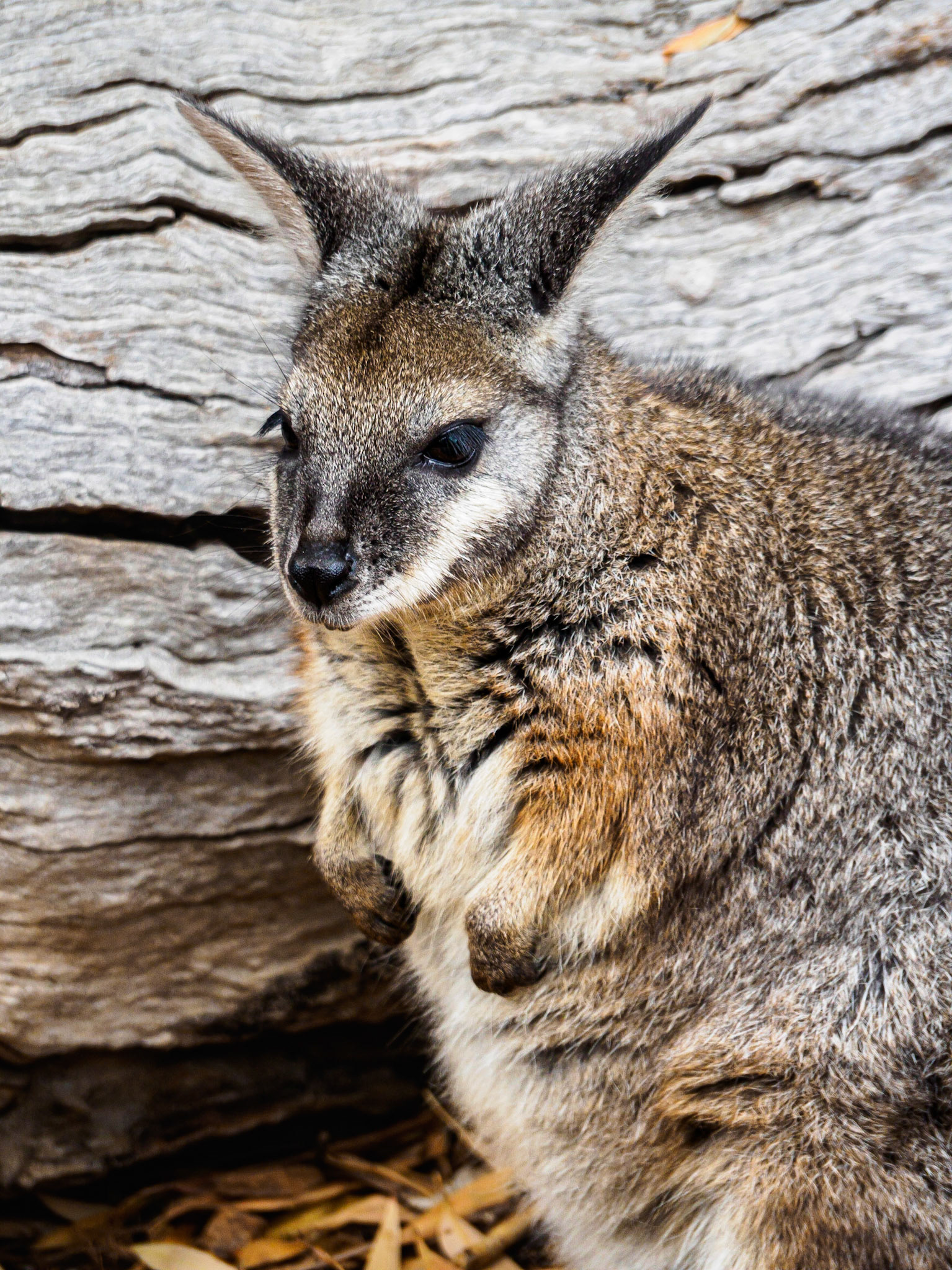 Rock Wallaby