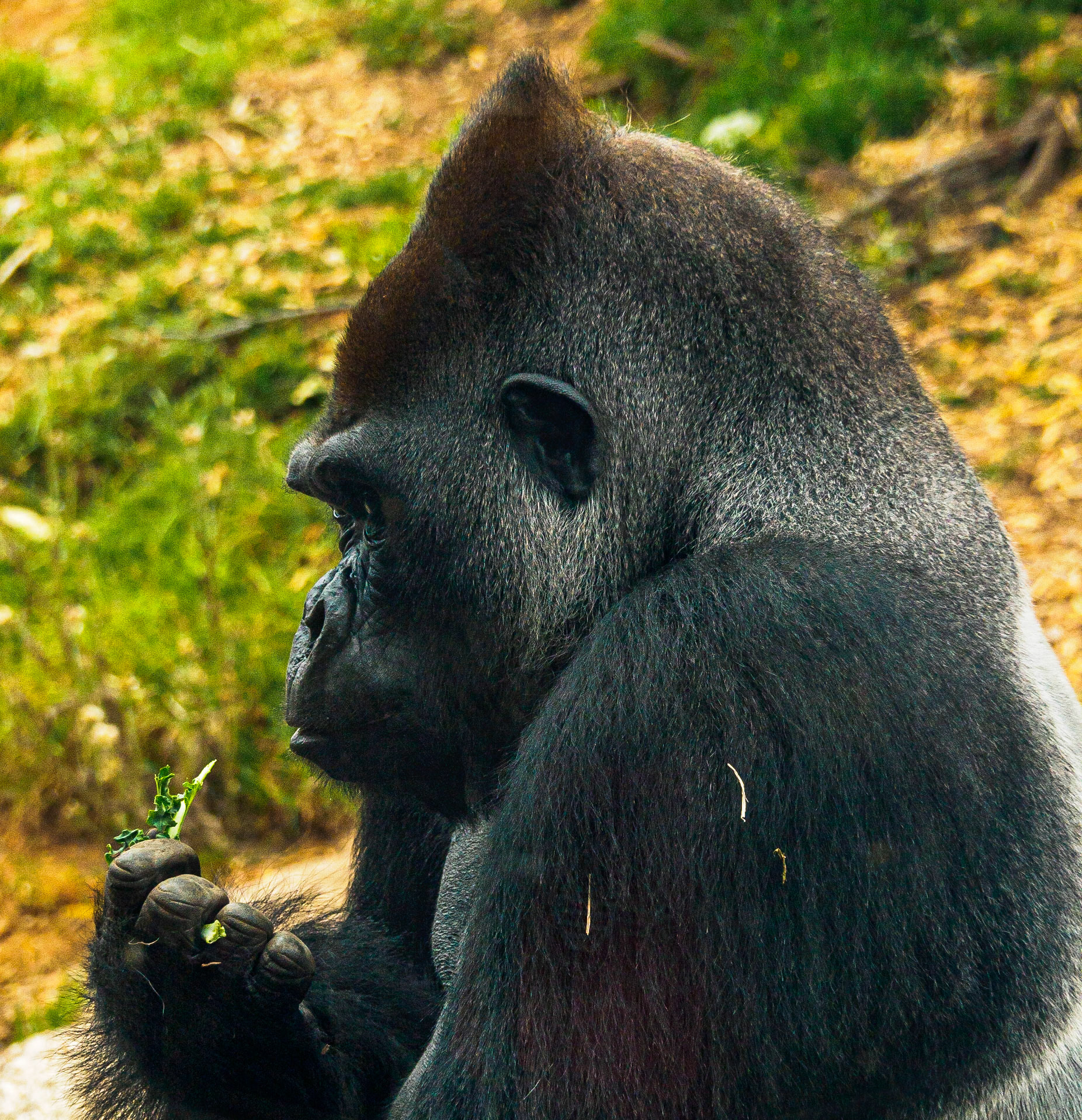 Silverback Gorilla