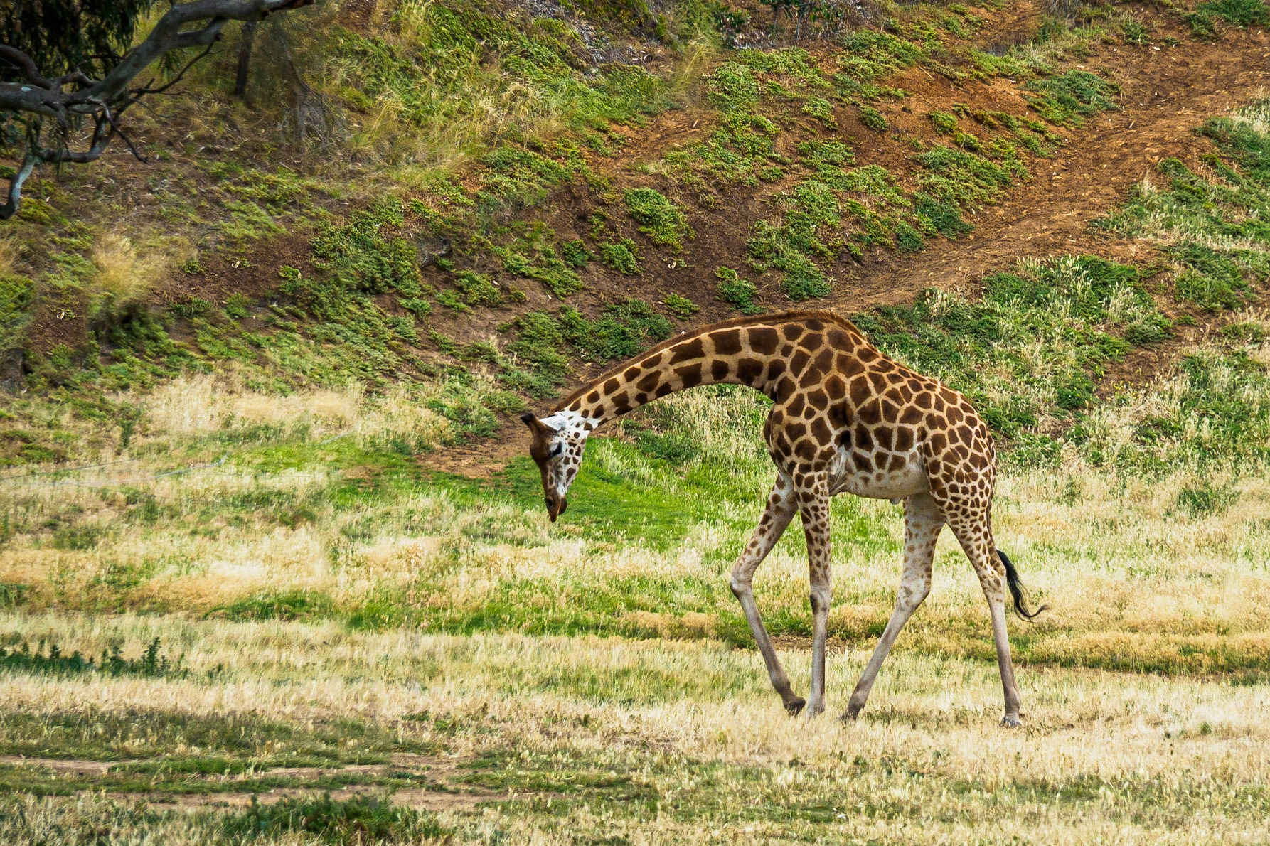 Giraffe