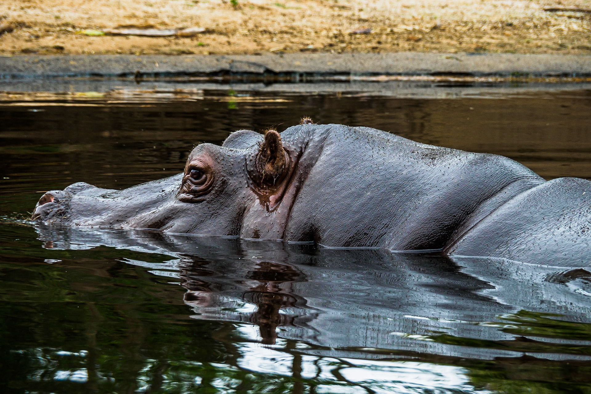 Hippo