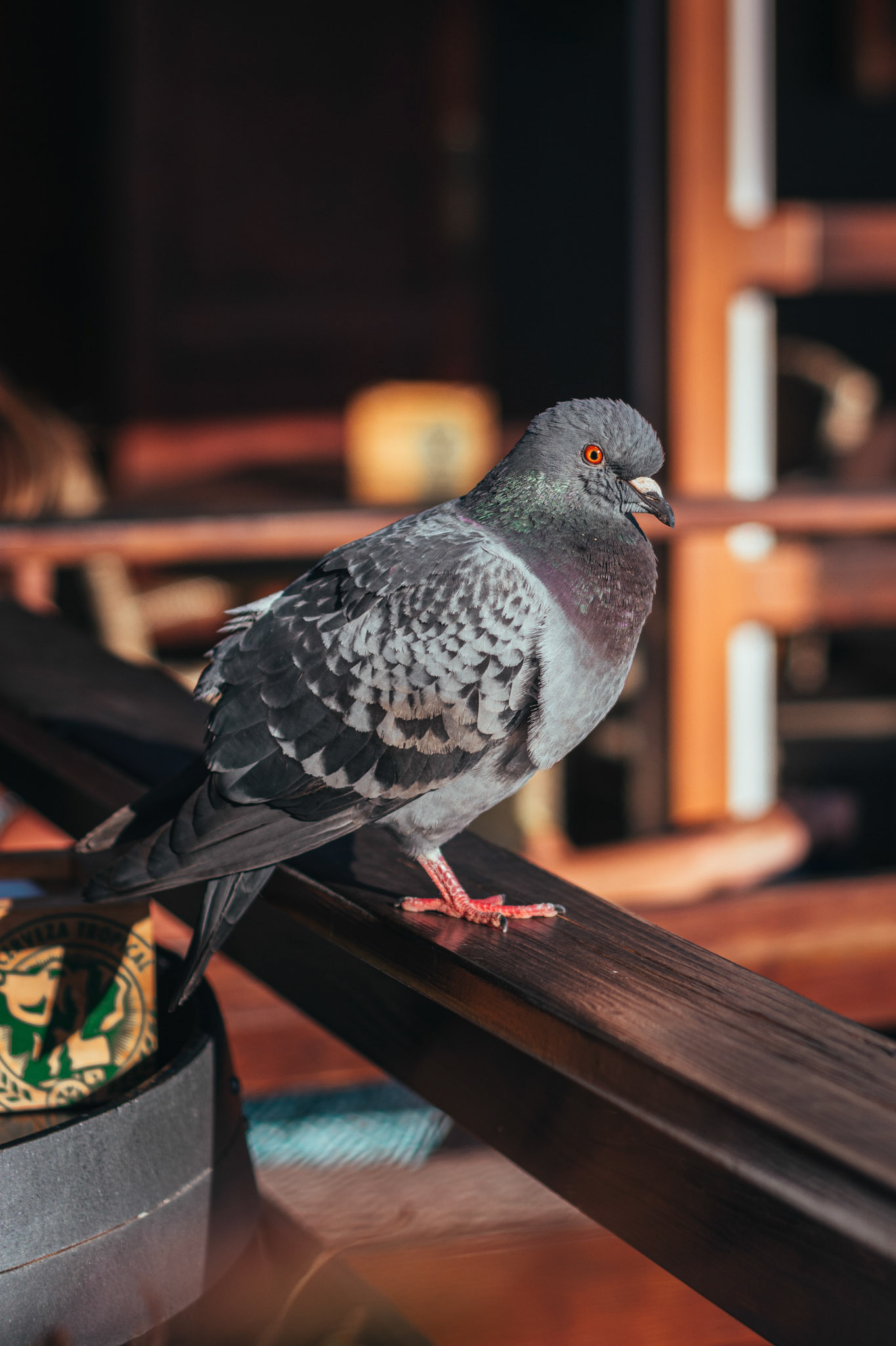 Unexpected guest. La Palma, Canary Islands. February 2020.