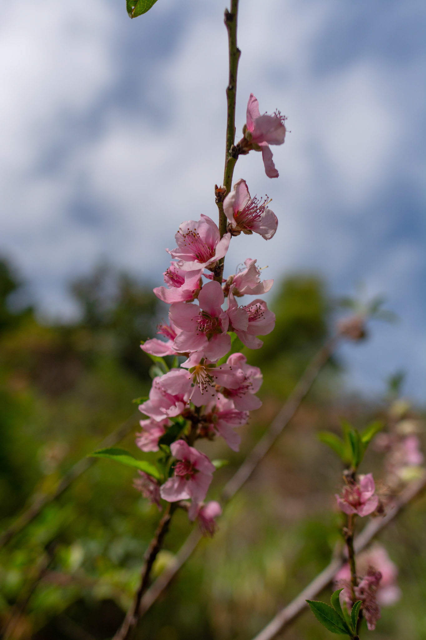 Blossoming almond. La Palma, Canary Islands. February 2020.