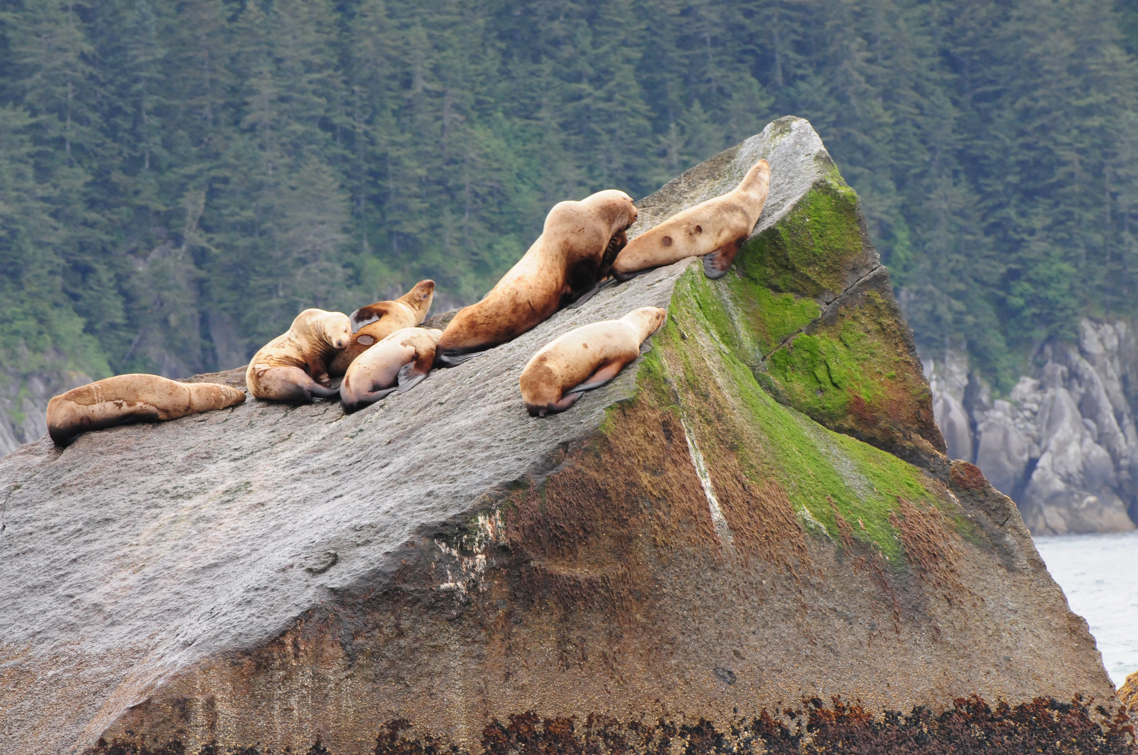 Kenai Fjords National Park