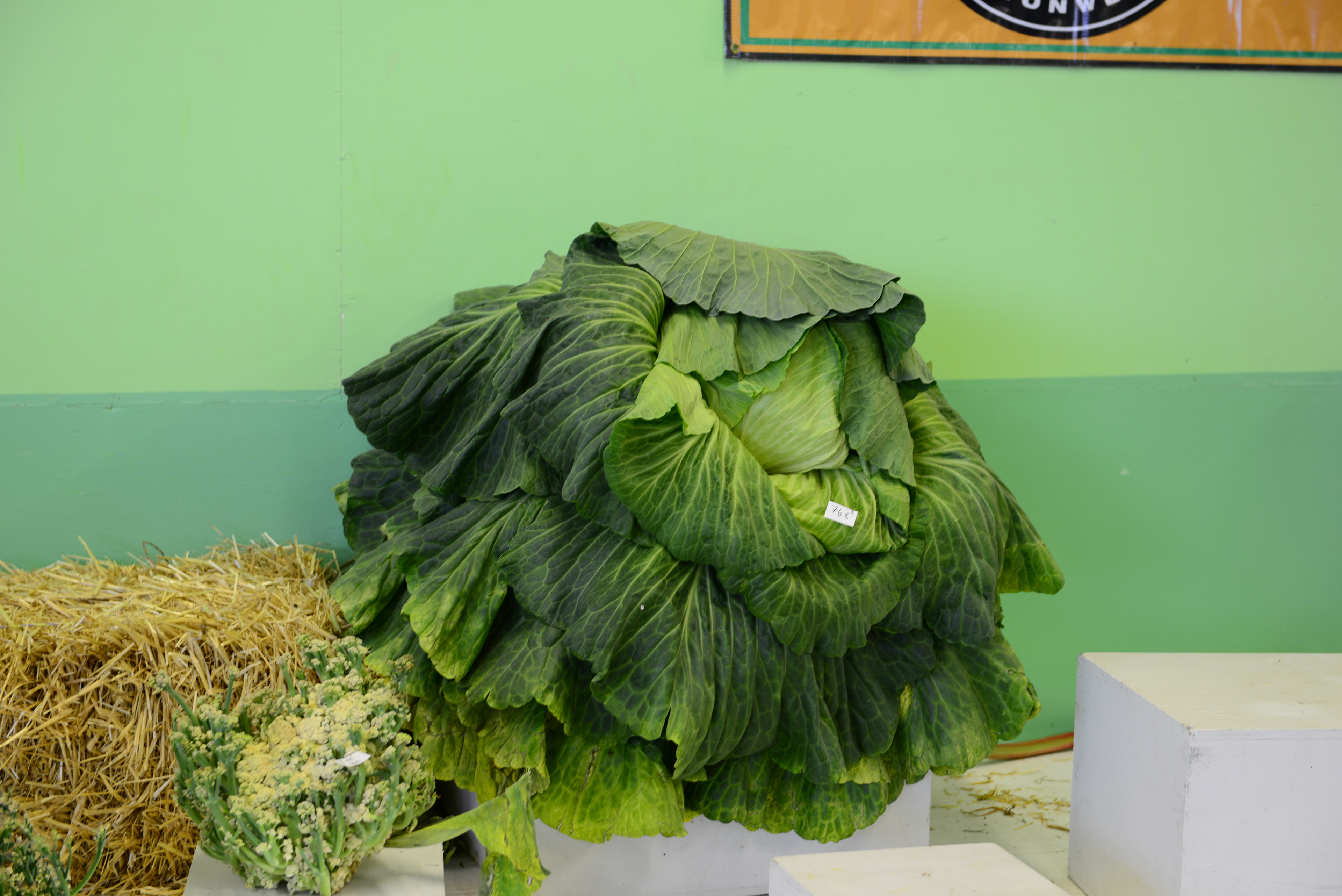 AK State Fair - 76 lb. Cabbage