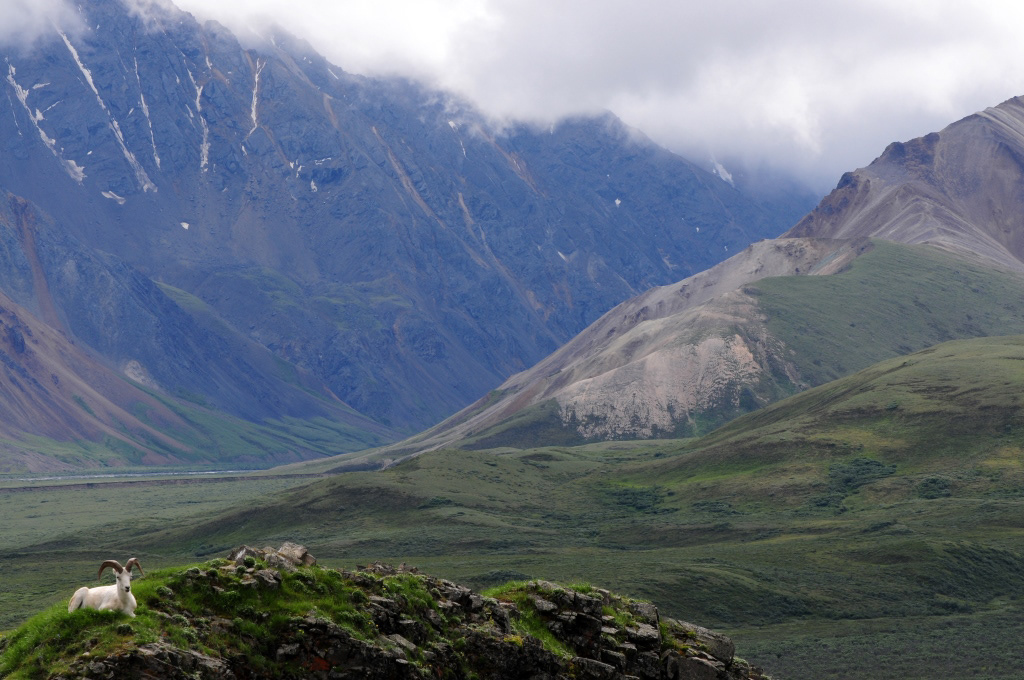 Denali National Park