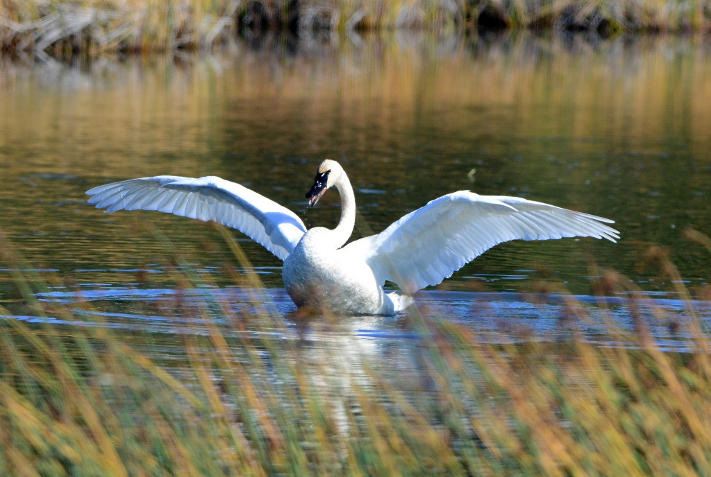 Potter Marsh Anchorage