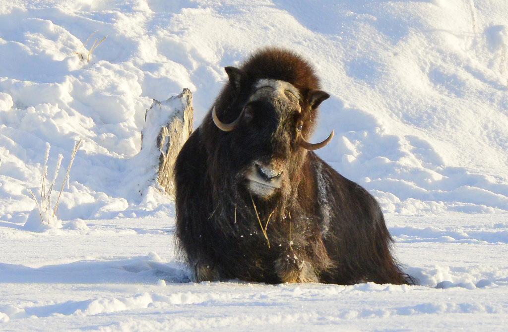 Musk Ox  