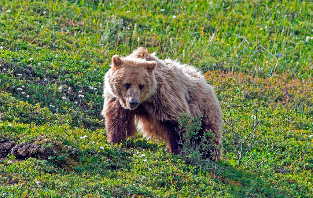 Denali National Park