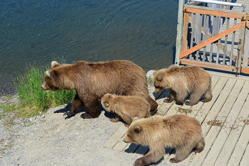 Katmai National Park