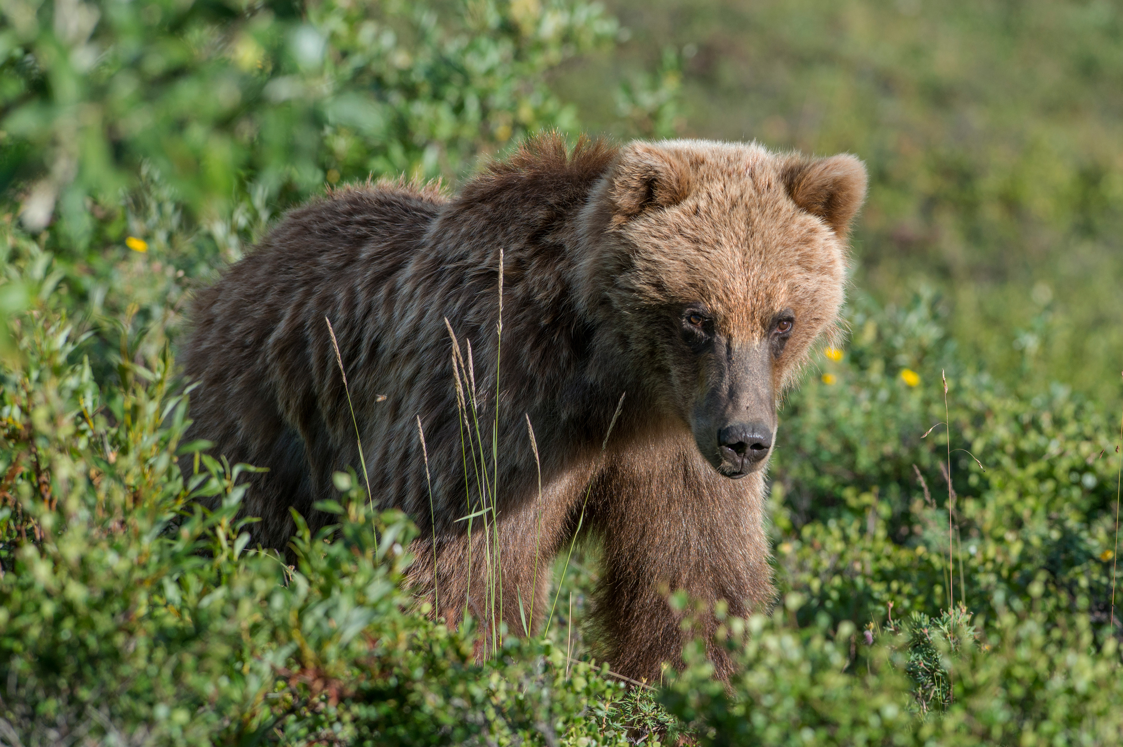Denali National Park