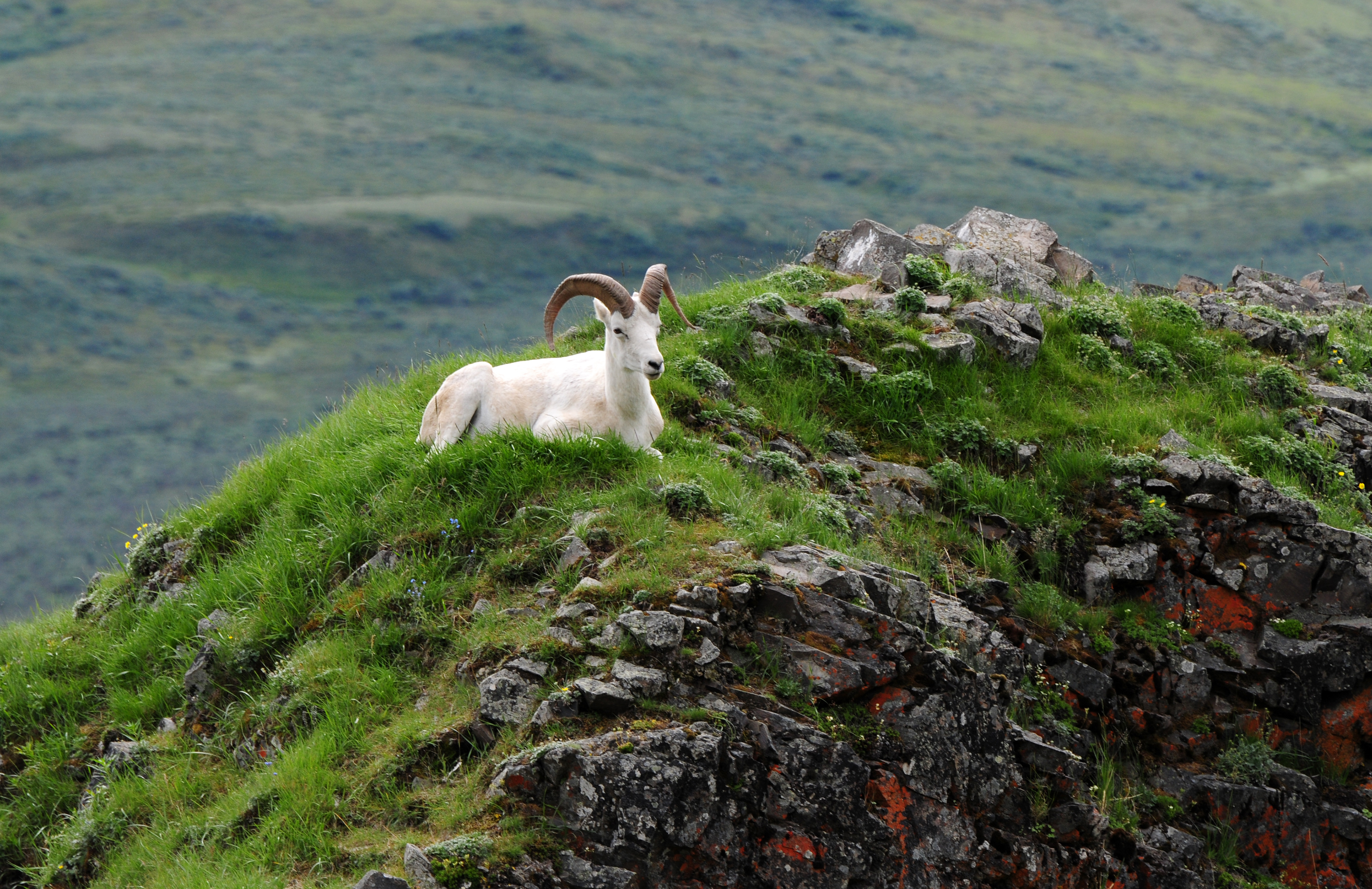 Denali National park