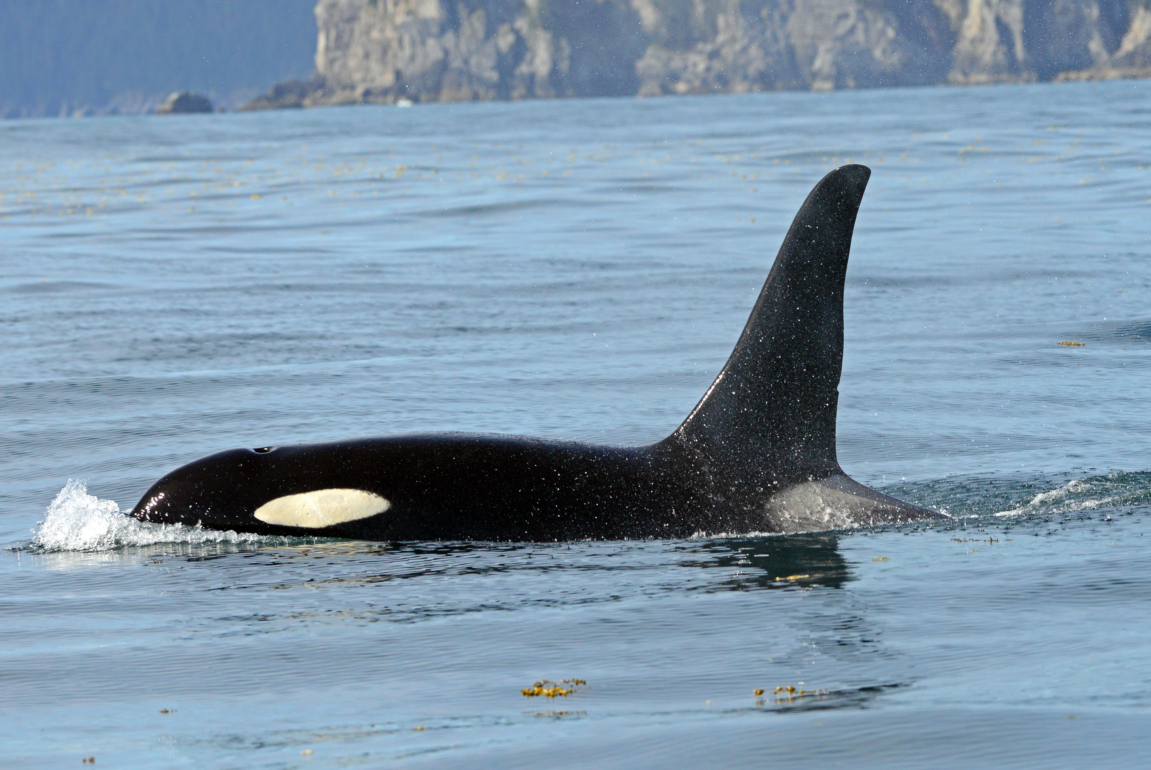 Kenai Fjords National Park