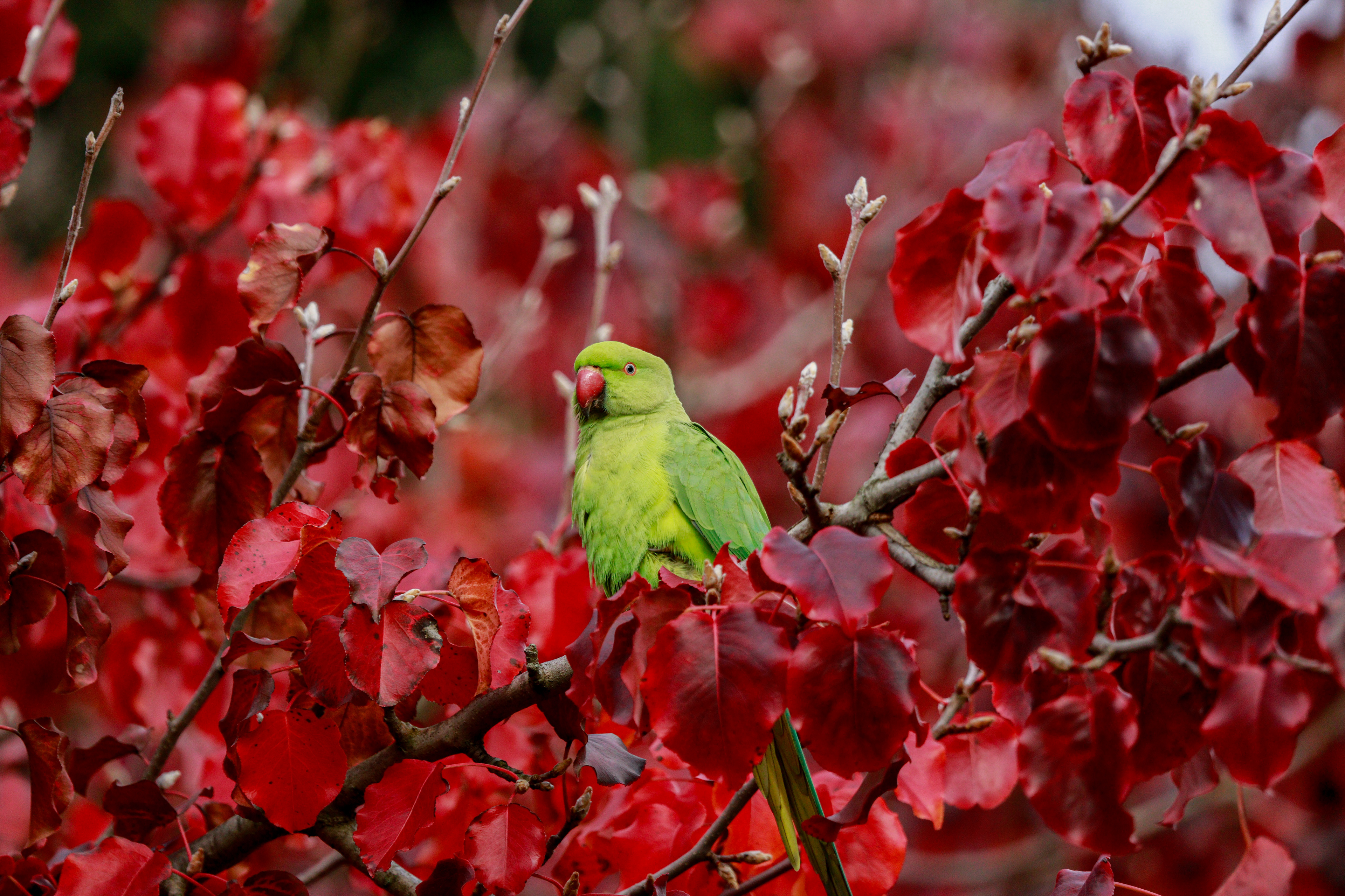 A Rose-ringed Parakeet in Parc de Montsouris, in Paris, on December 16th, 2022.